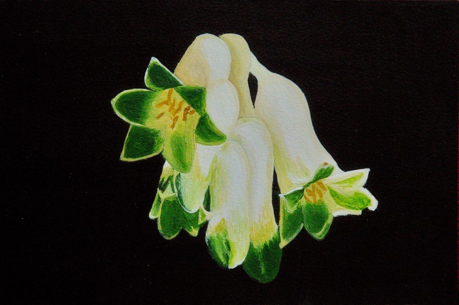 Salomonszegel - acryl op karton, 23 x 16,5 cm