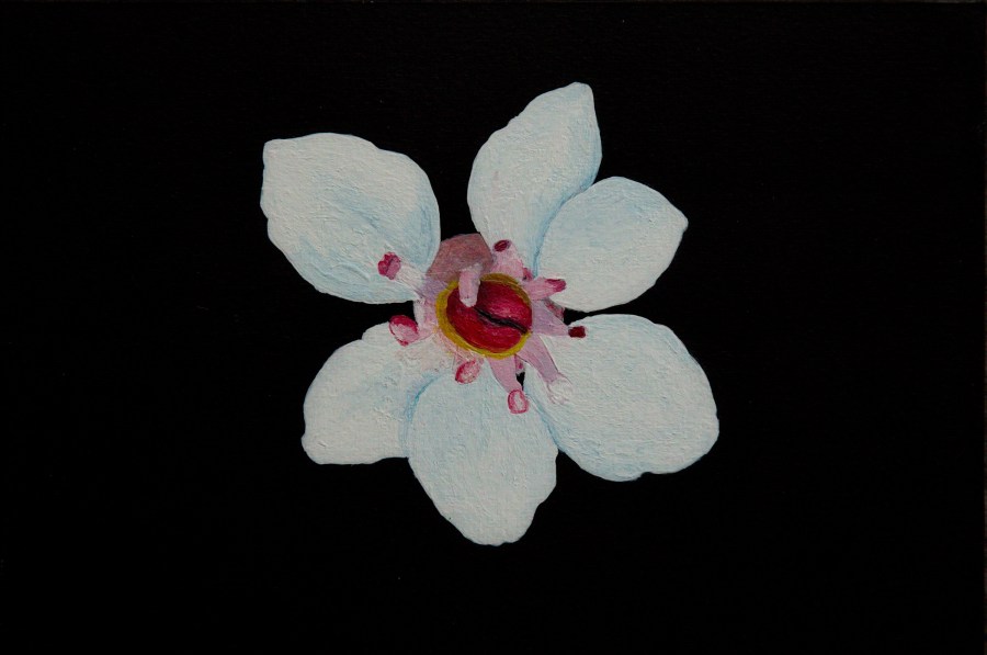 Schildblad - acryl op karton 23x16,5 cm