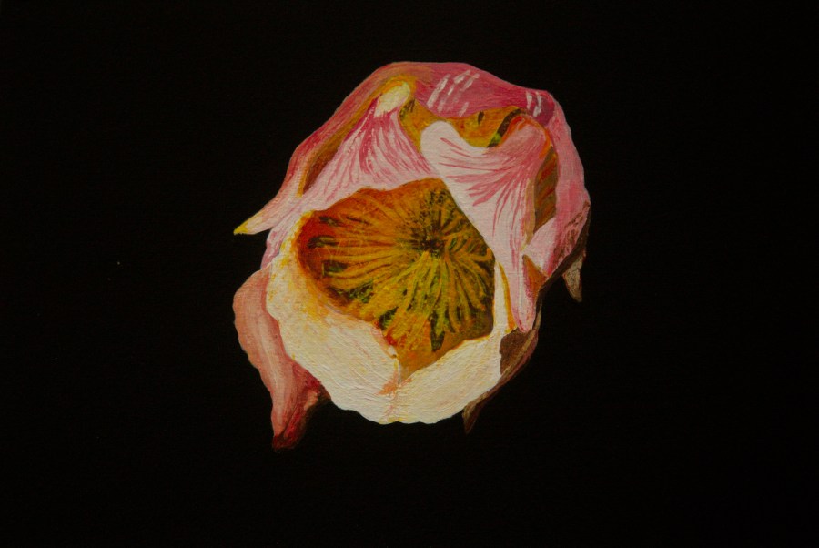 Knikkend nagelkruid acryl op karton 15x22,5 cm