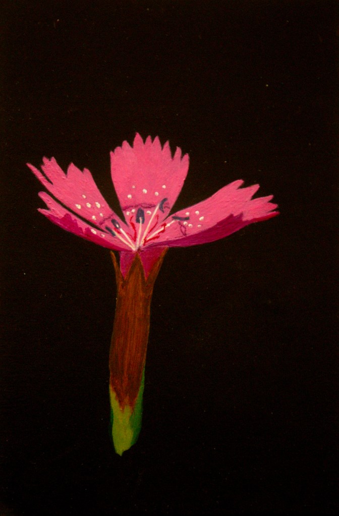 Steenanjer acryl op karton 15x22,5 cm