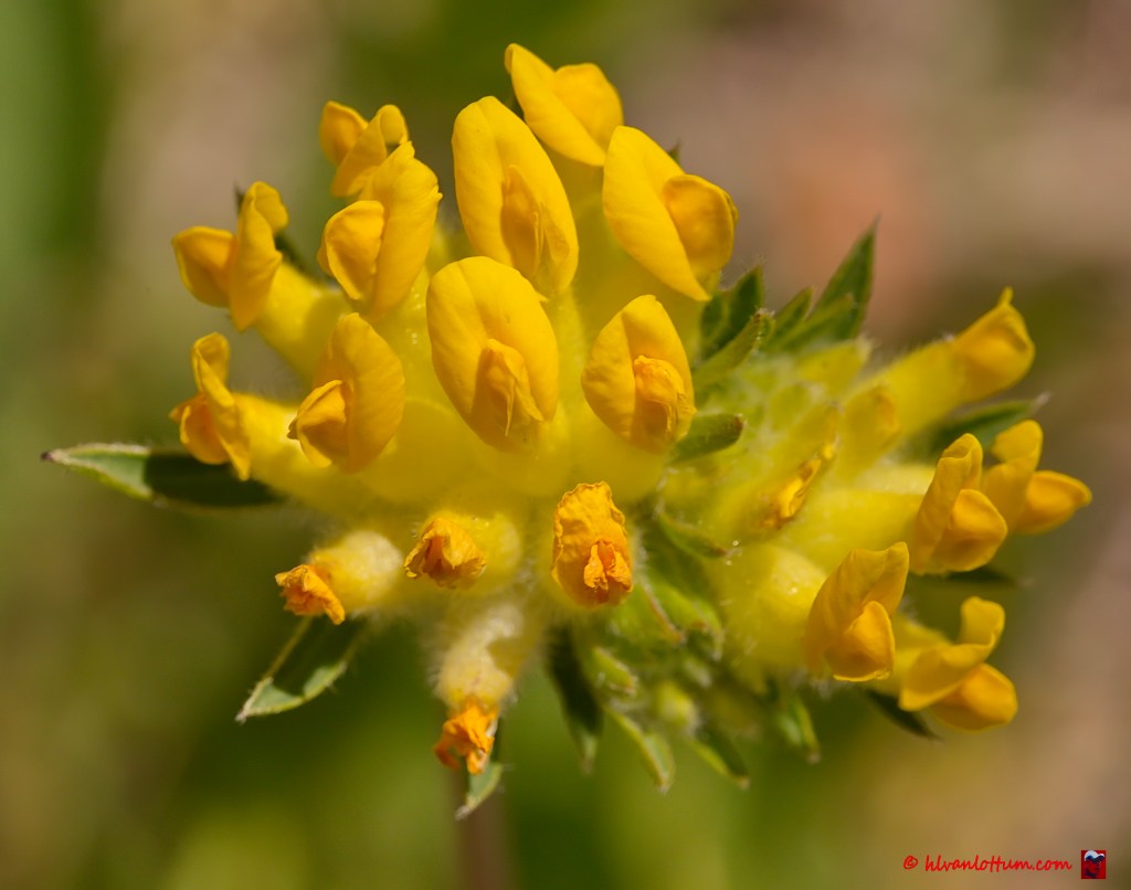 anthyllus vulneraria, wondklaver