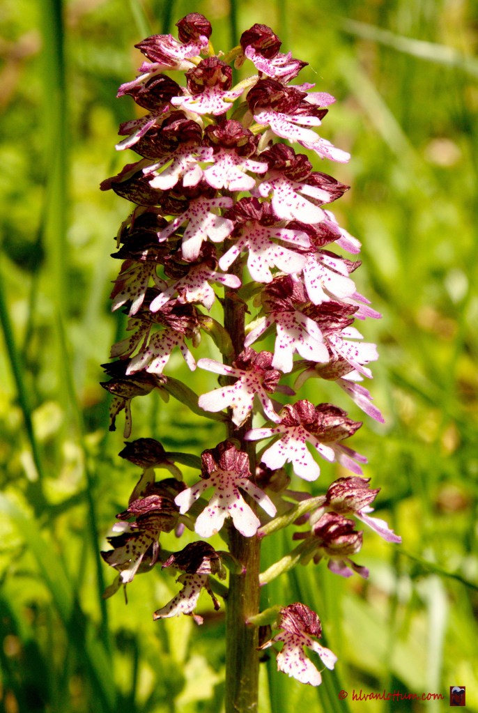 Purper orchis, orchis puprpurea