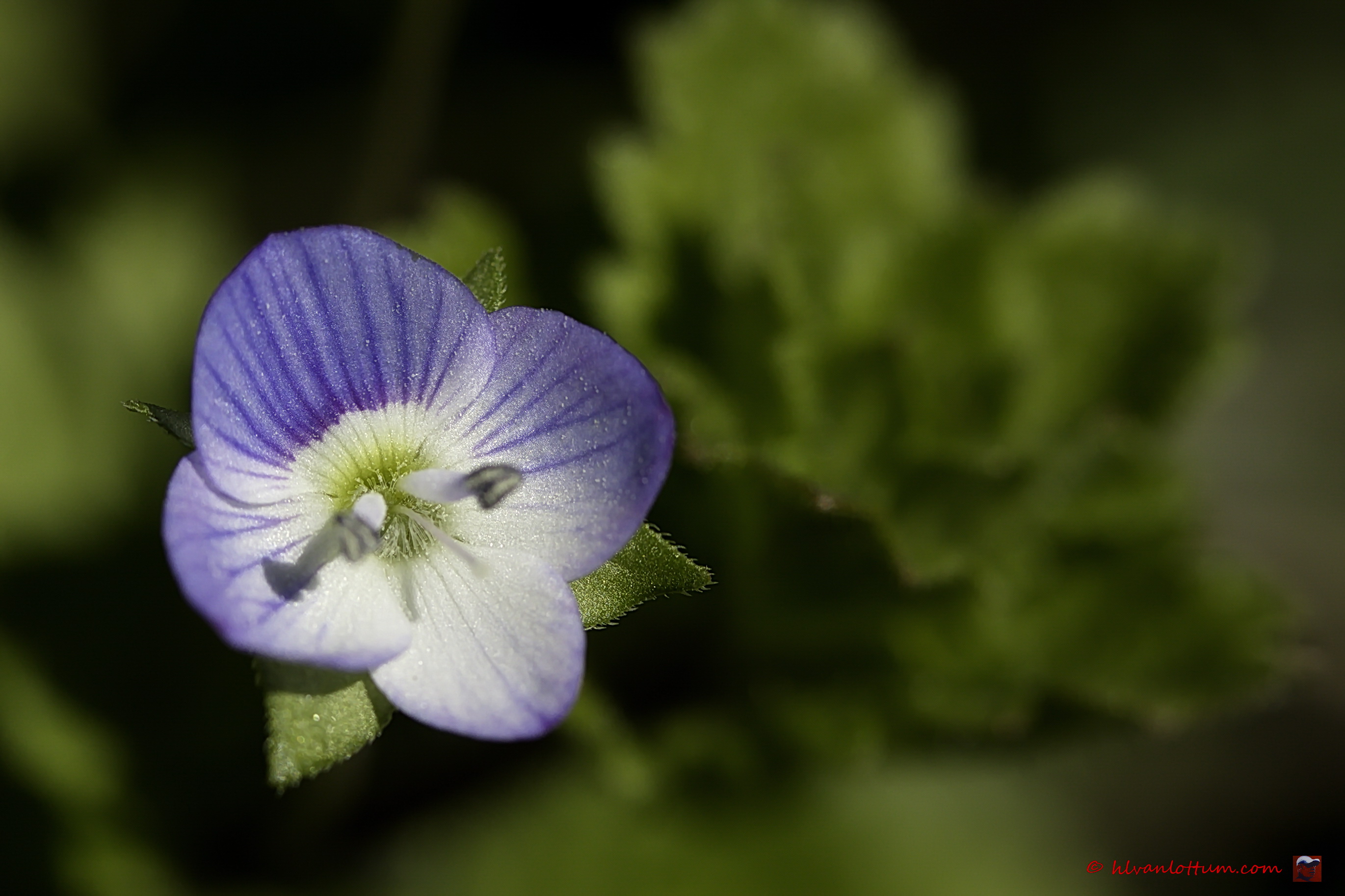Klimop ereprijs, veronica hederifolia