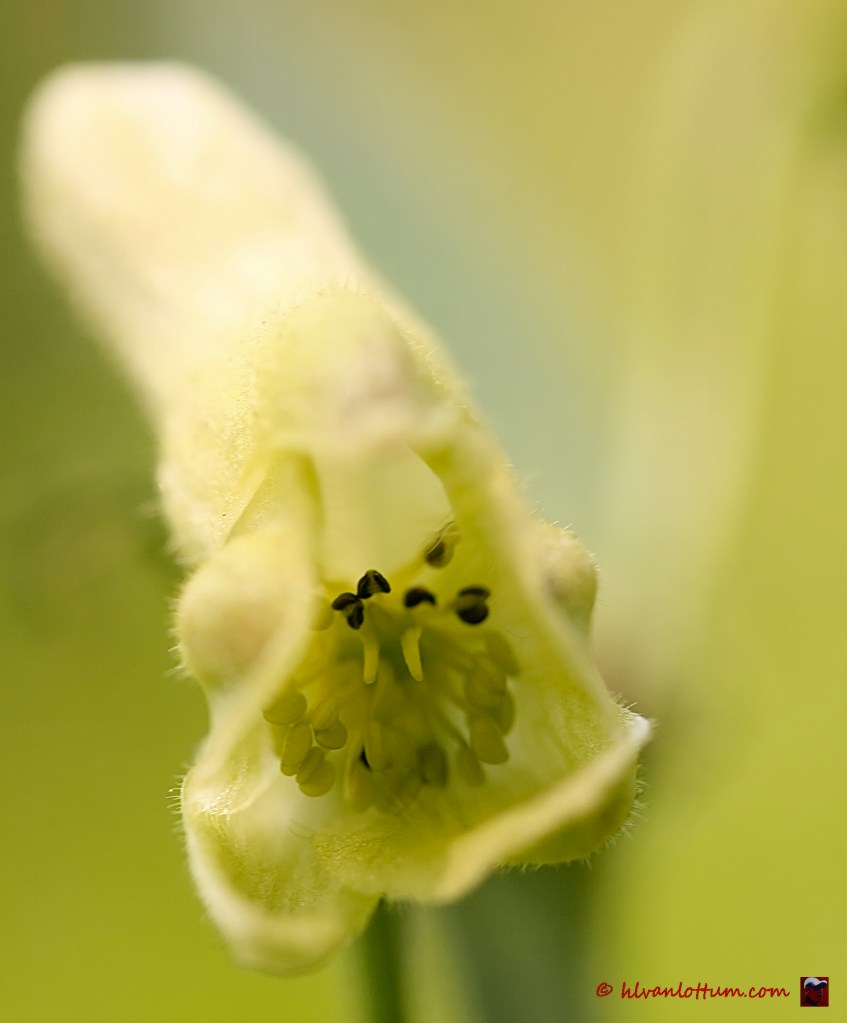 Gele monnikskap, aconitum vulparia