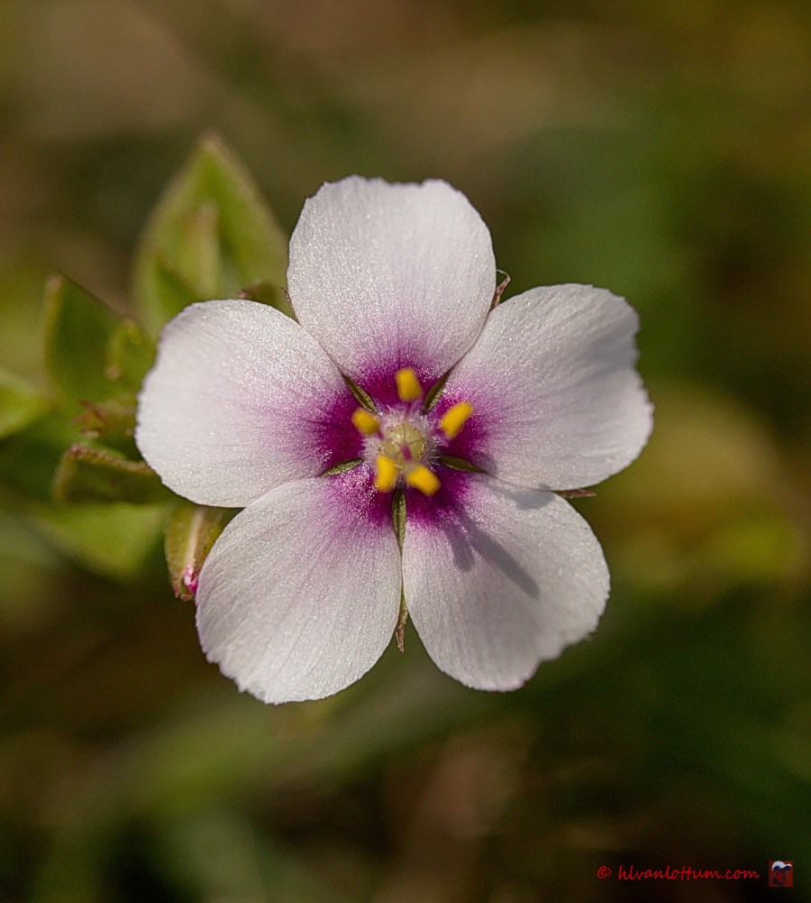 Teer guichelheil, anagallis tenella