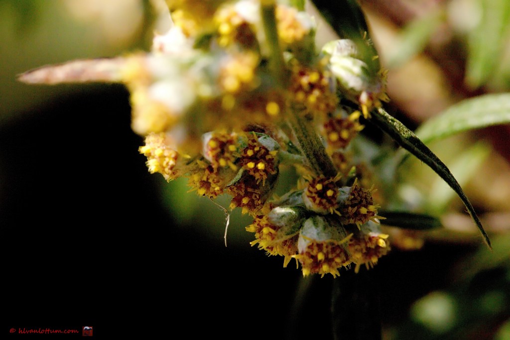 Bijvoet, artemisia vulgaris