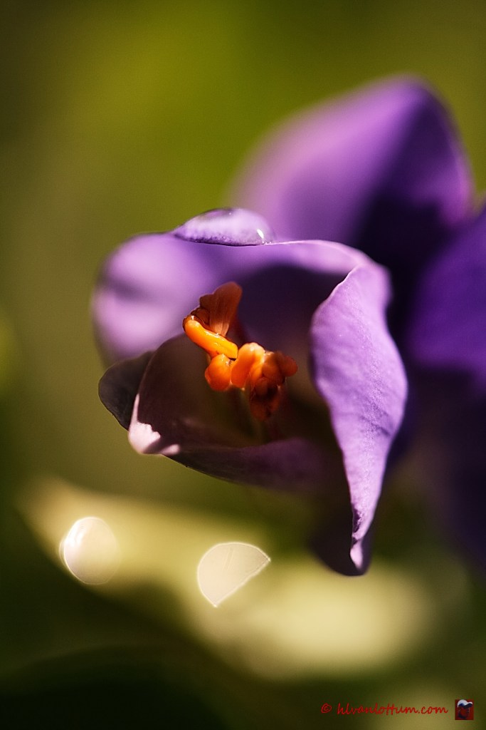 Valse Indigo, baptisia australis