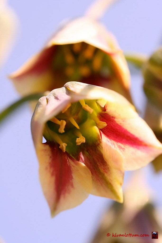 Siciliaanse sierui, allium siculum