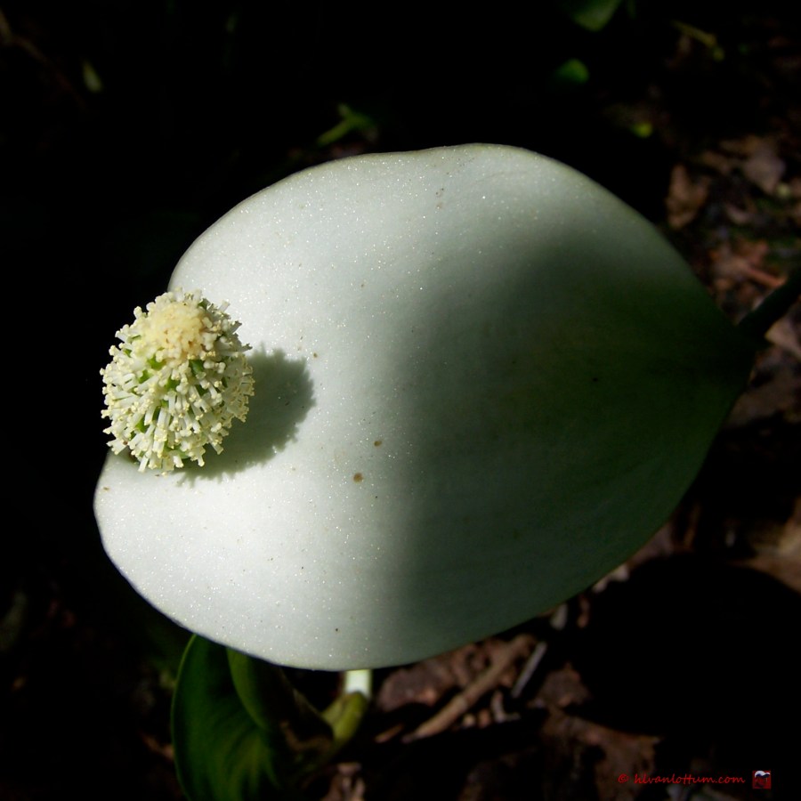 Slangenwortel, calla palustris