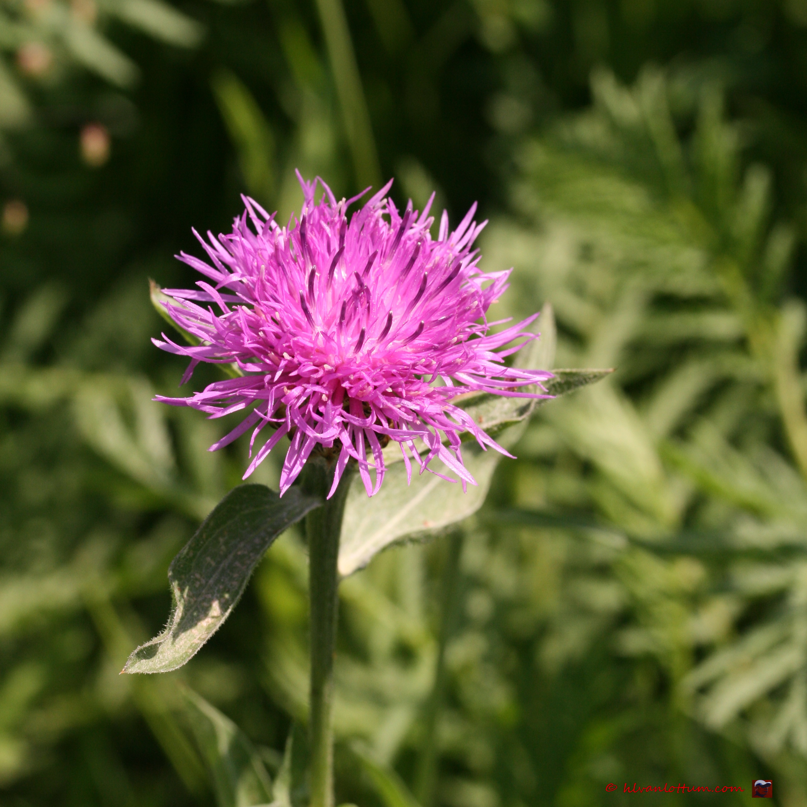 Knoopkruid, centaurea jacea
