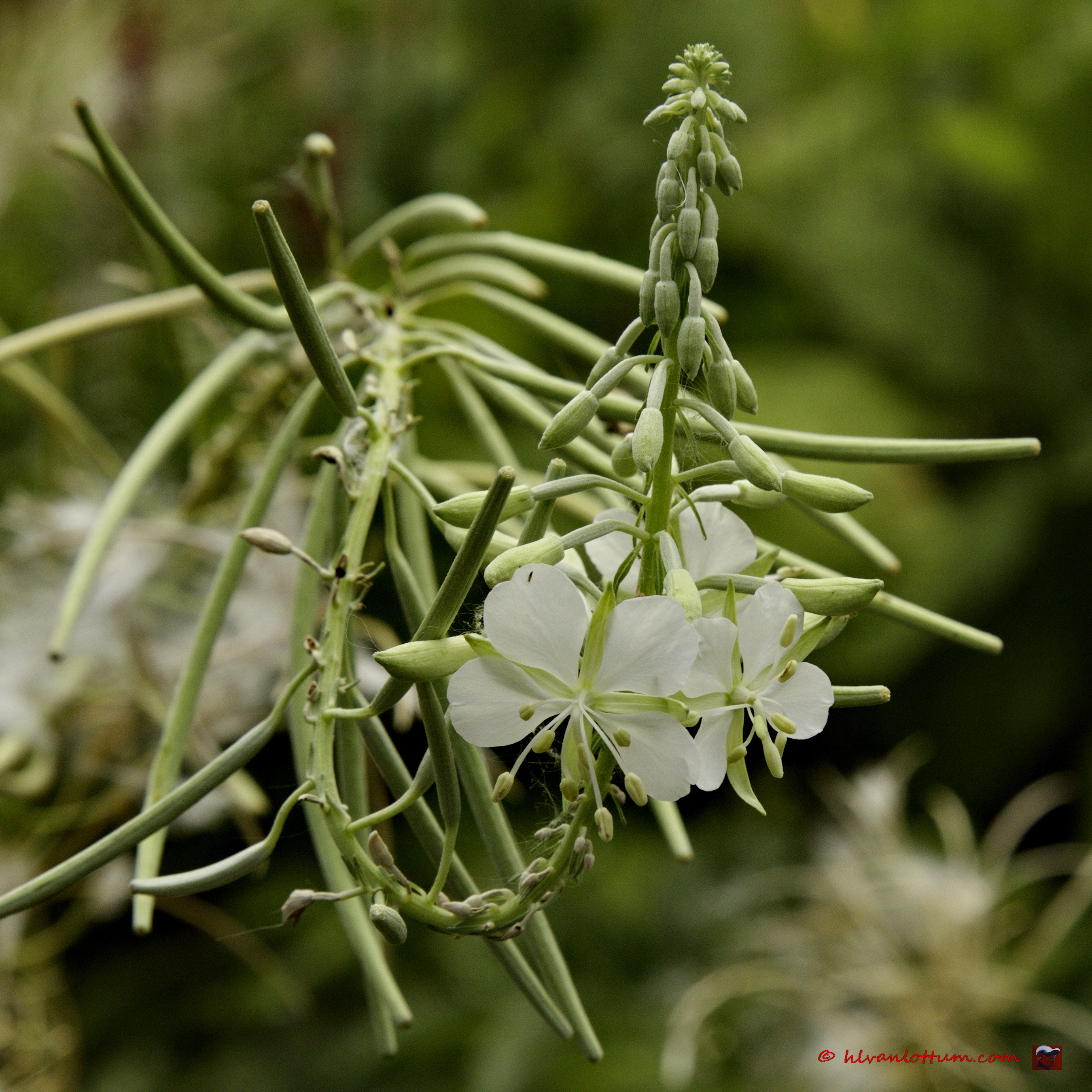Wit wilgenroosje, chamerion angustifolium album