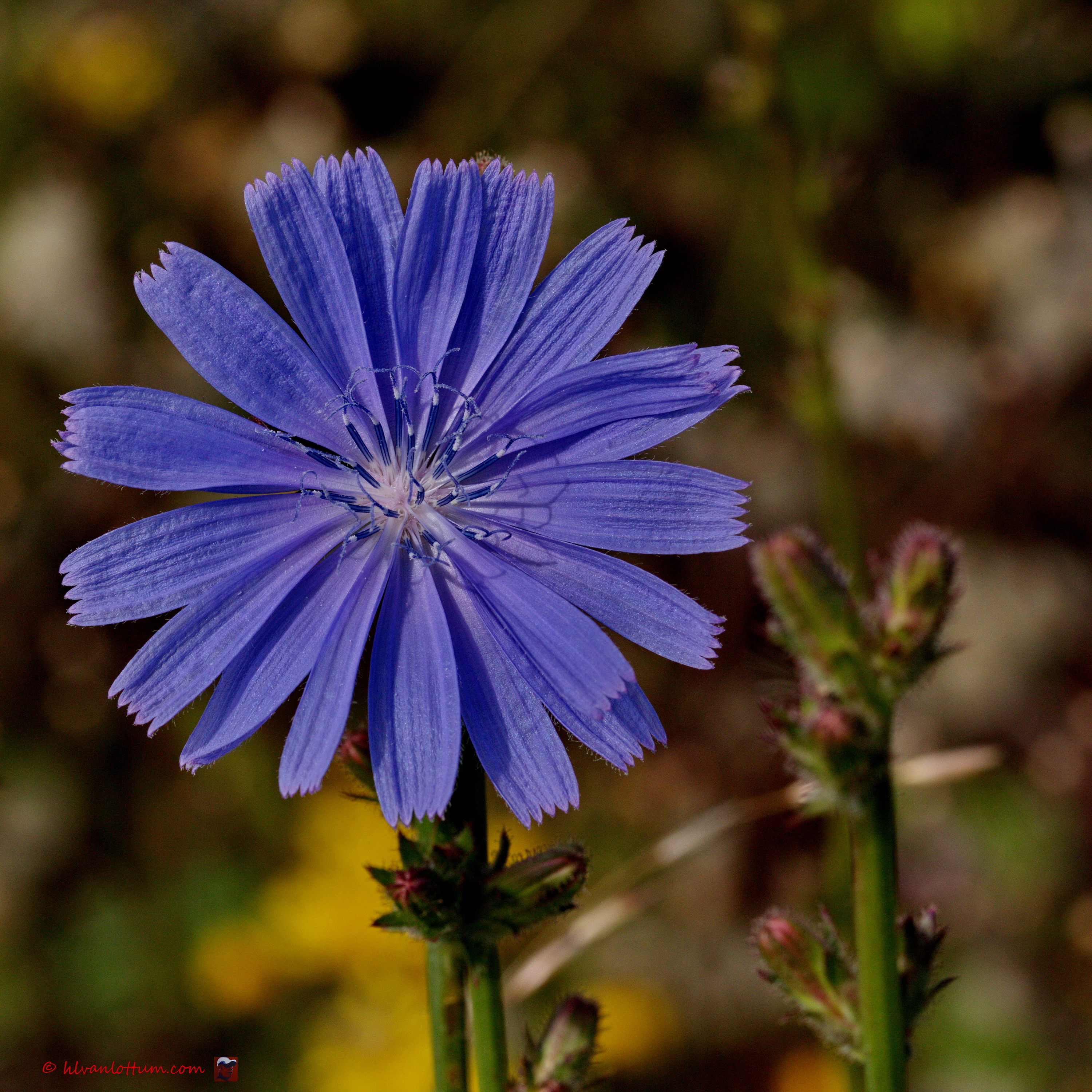 Wilde cichorei, cichorium intybus