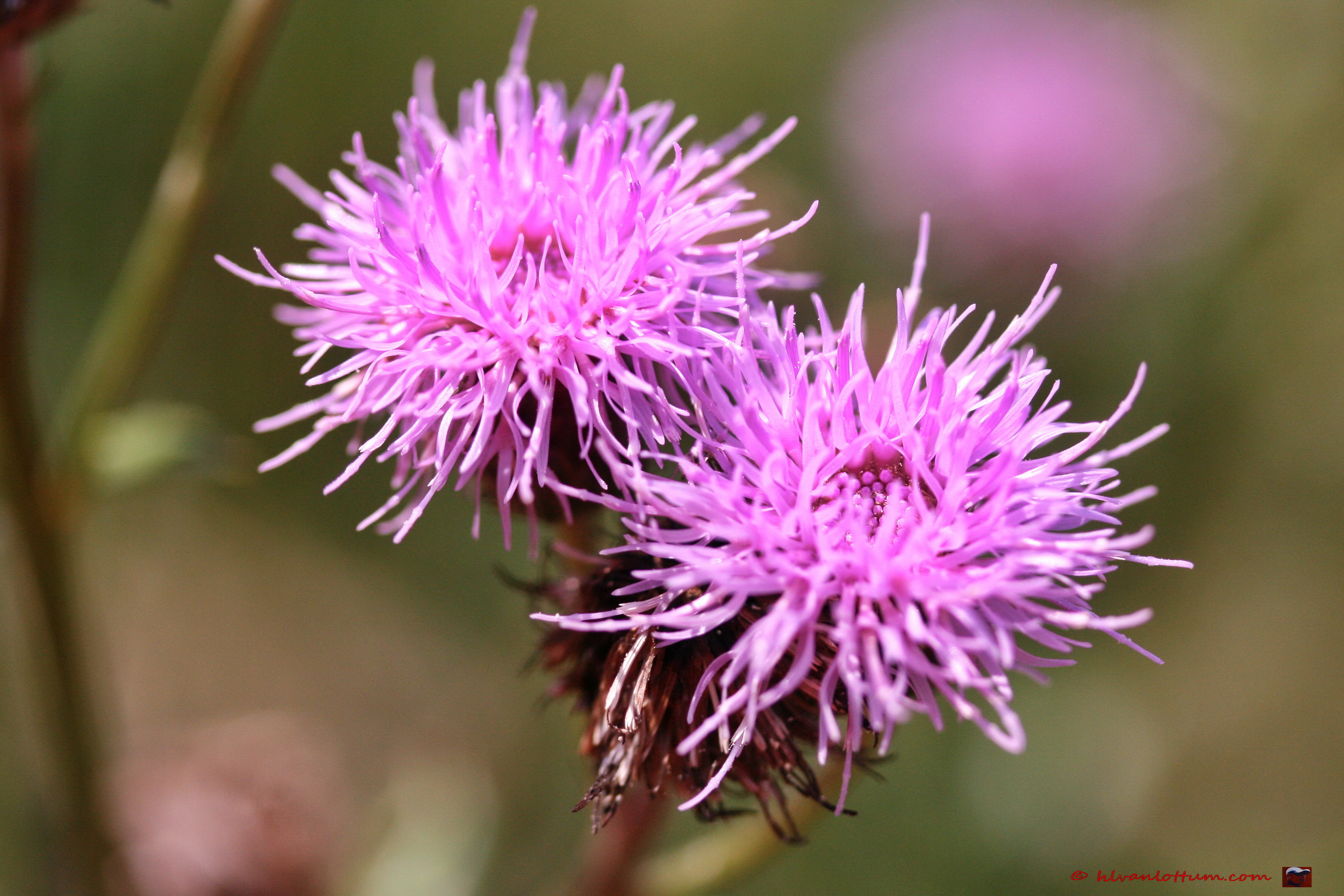 Akkerdistel, cirsium arvense