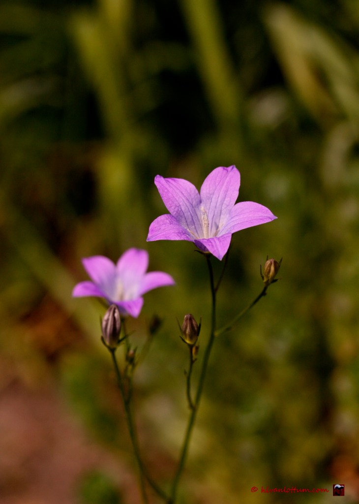 Weideklokje, campanulapatula