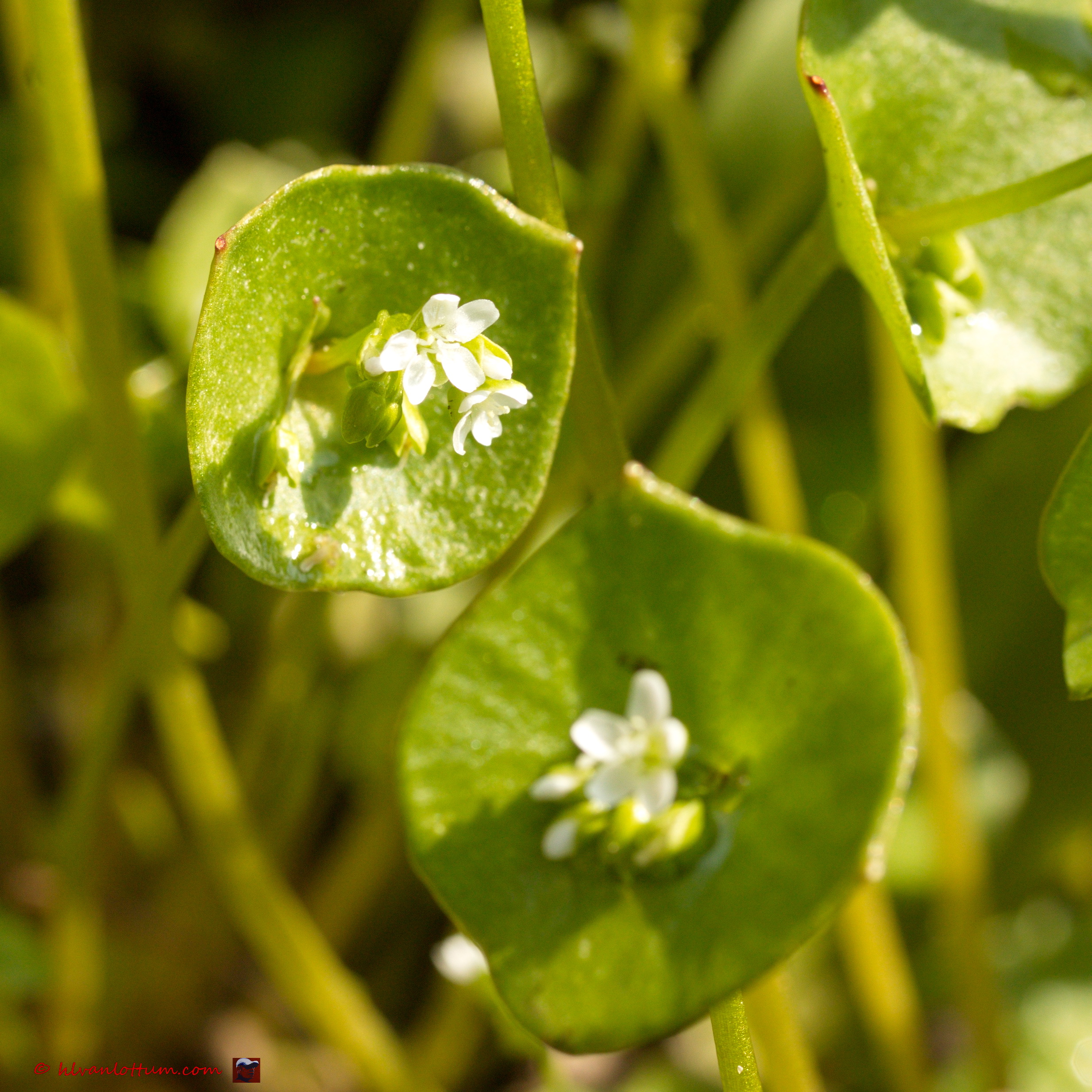 Winter postelein, claytonia perfoliata