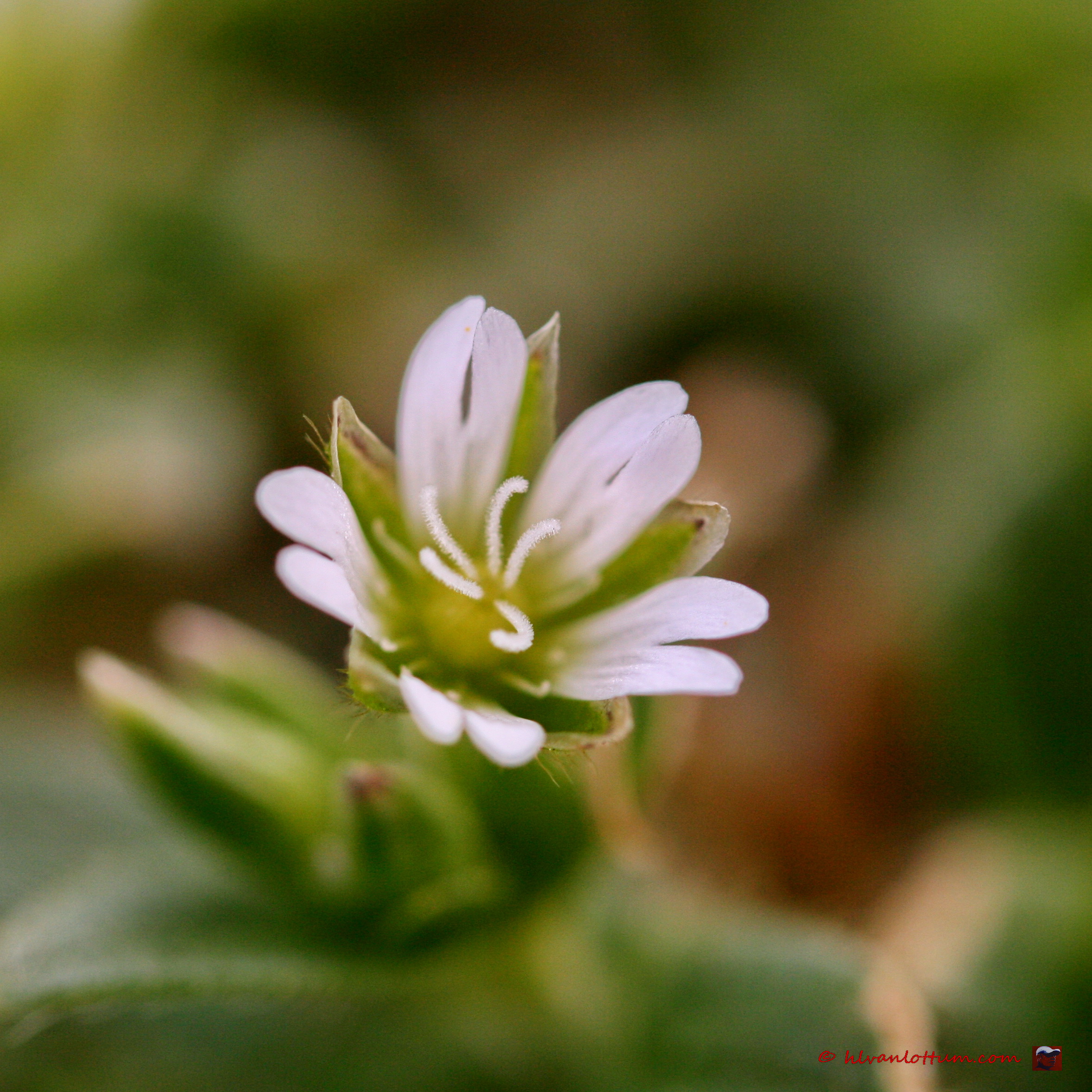 Zandhoornboem, cerastium semidecandrum