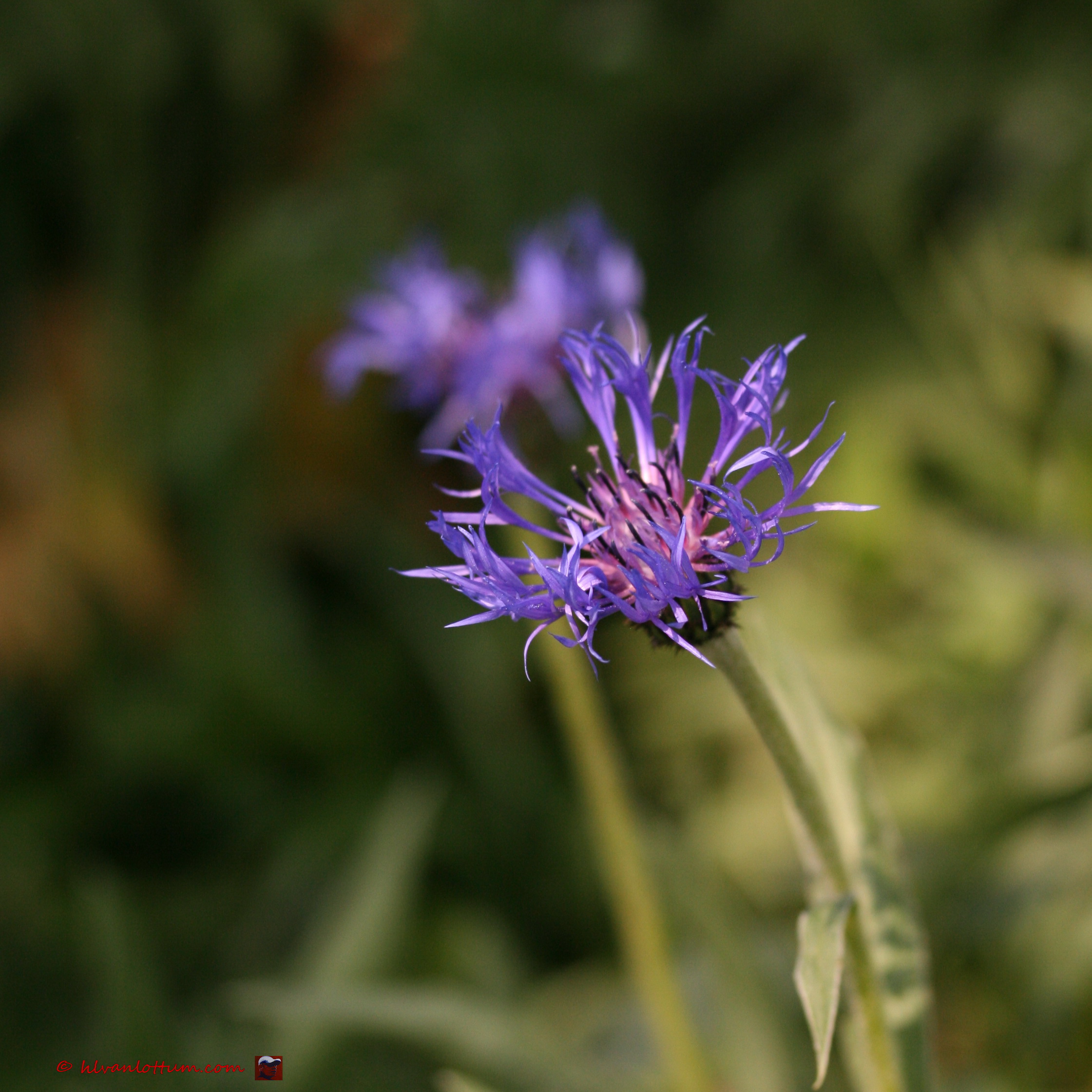 Bergcentaurie - centaurea montana