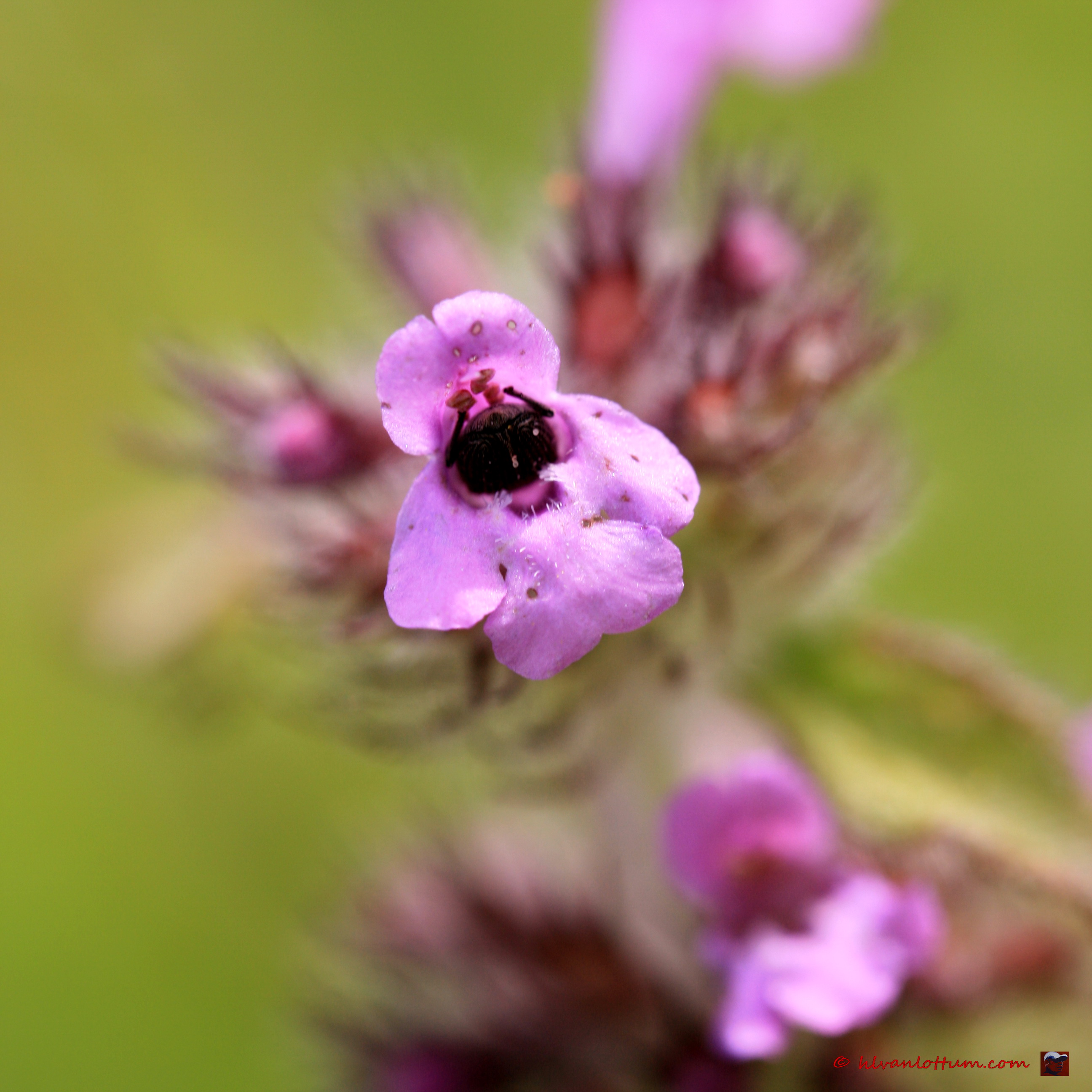 Borstelkrans - clinopodium vulgare