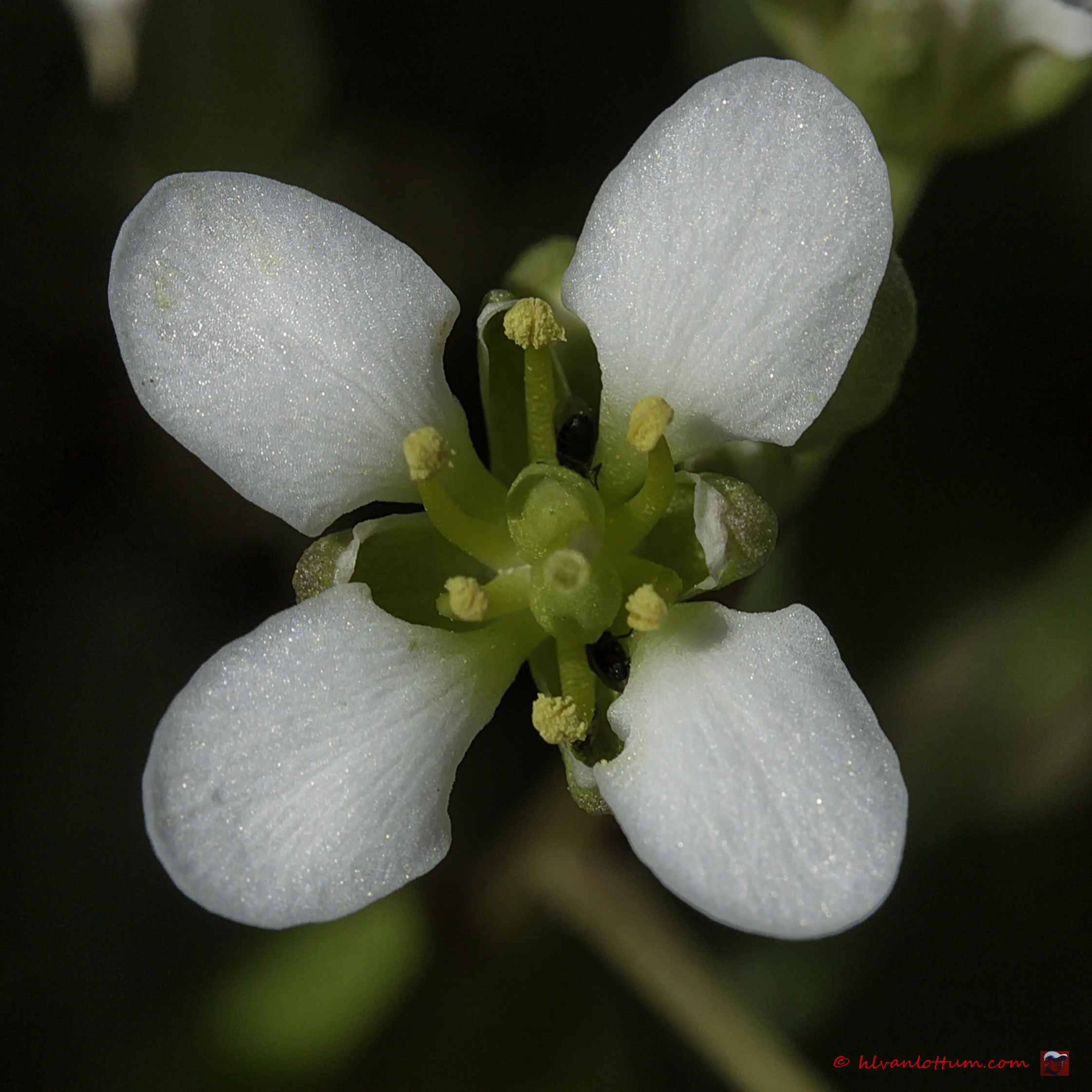 Echt lepelblad - cochhlearia officinalis