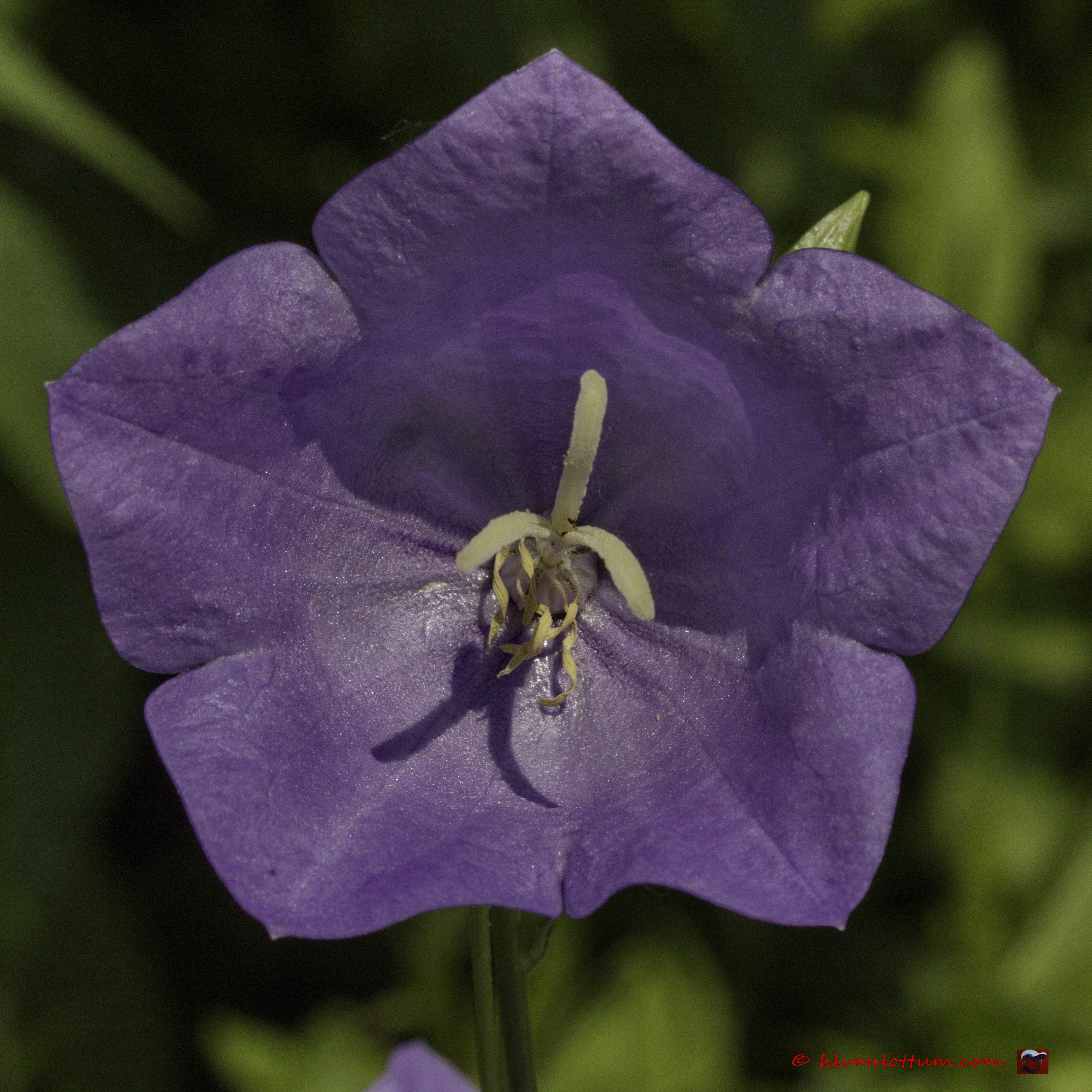 Prachtklokje - campanula persicifolia