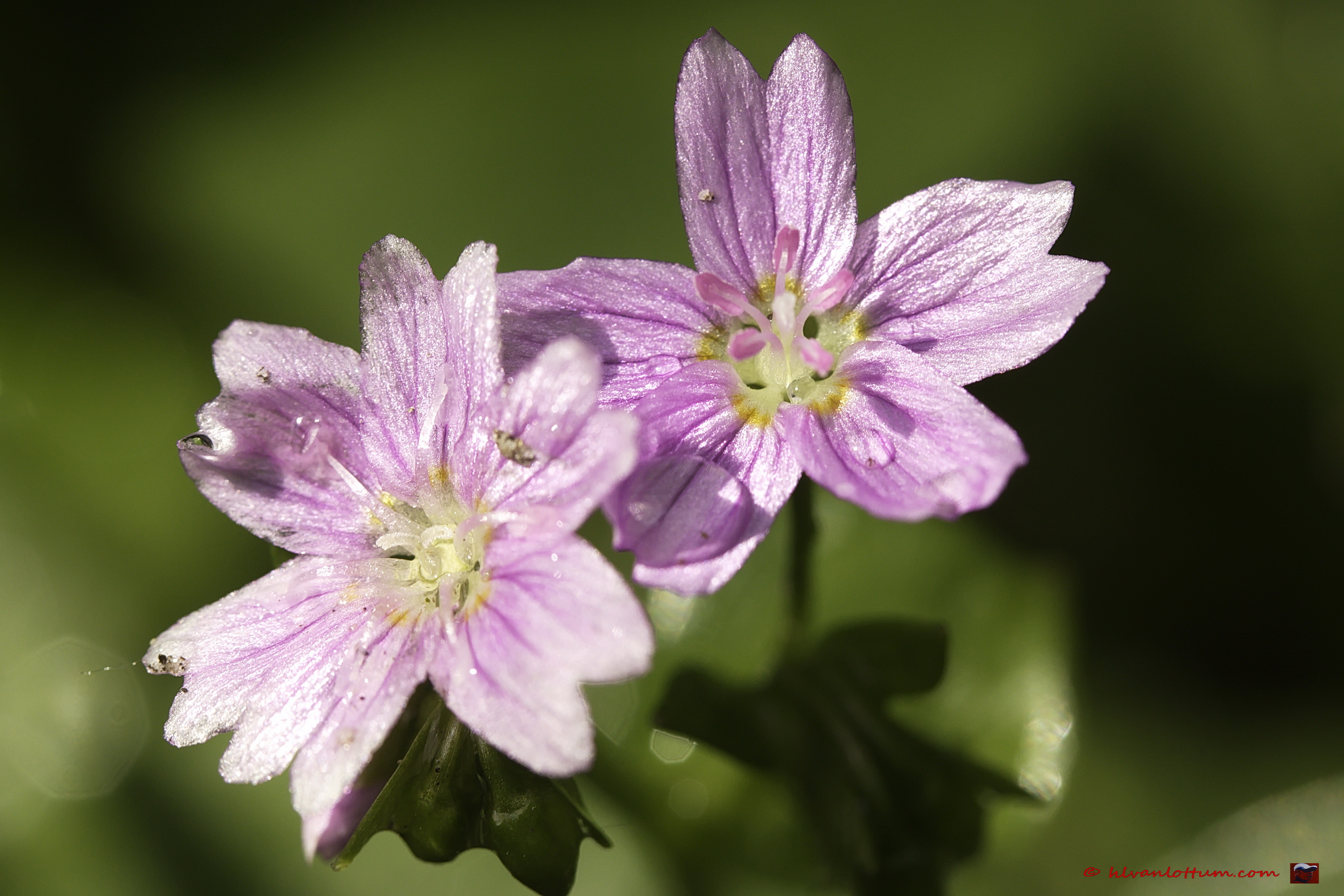 Roze winterpostelein - claytonia sibirica