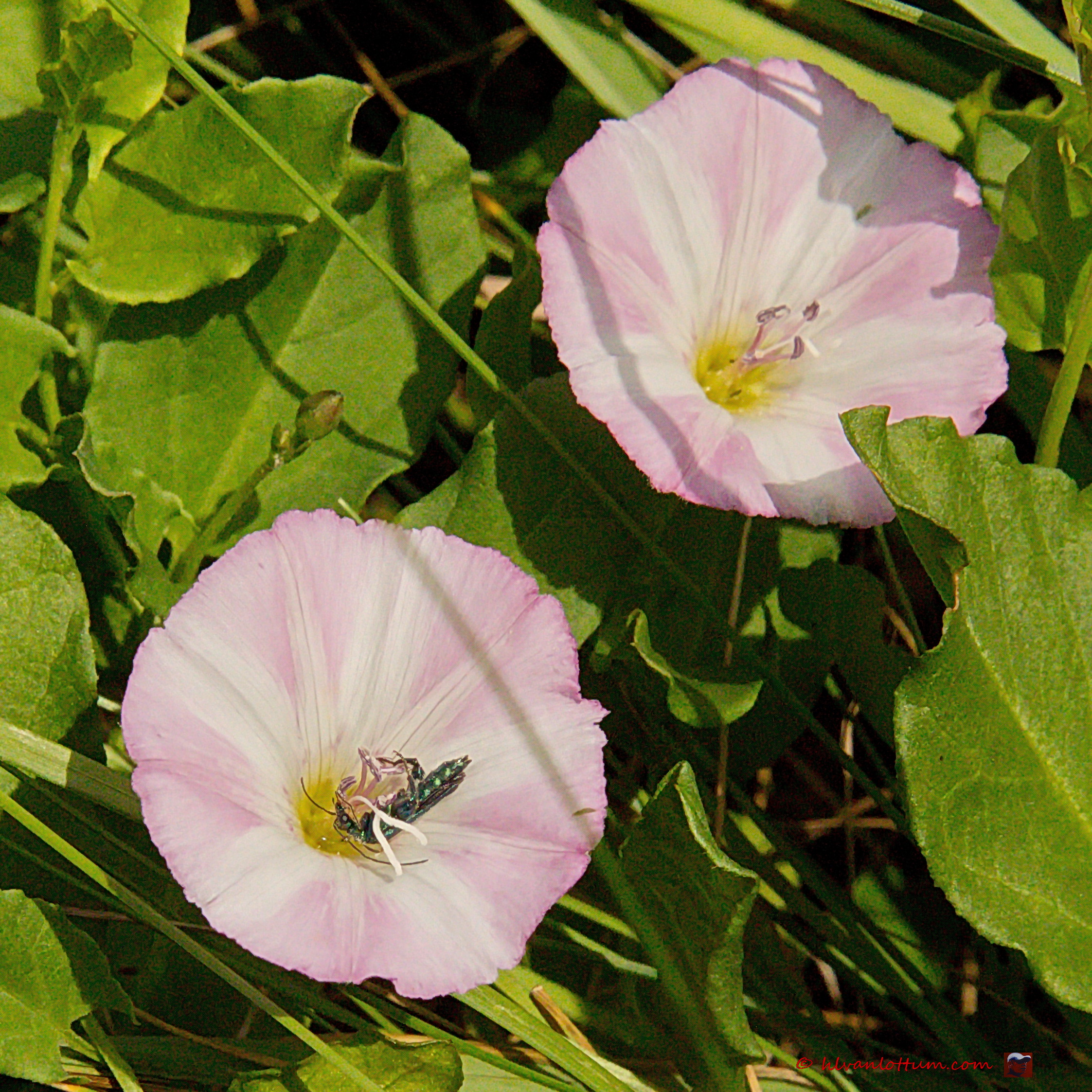 Akkerwinde - convulvus arvensis