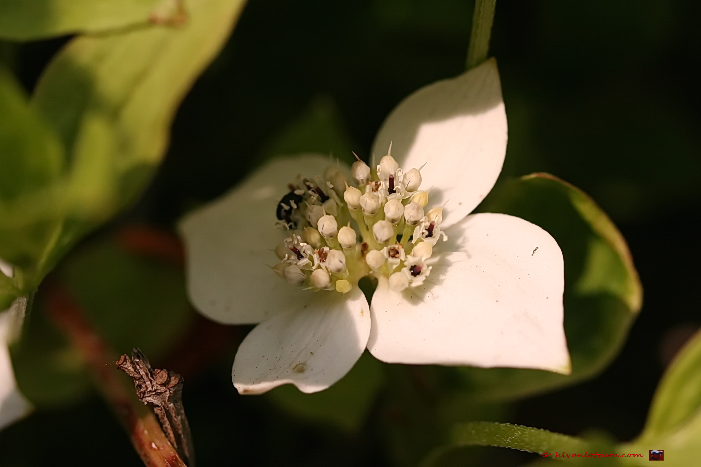 Dwerg kornoelje - cornus canadensis