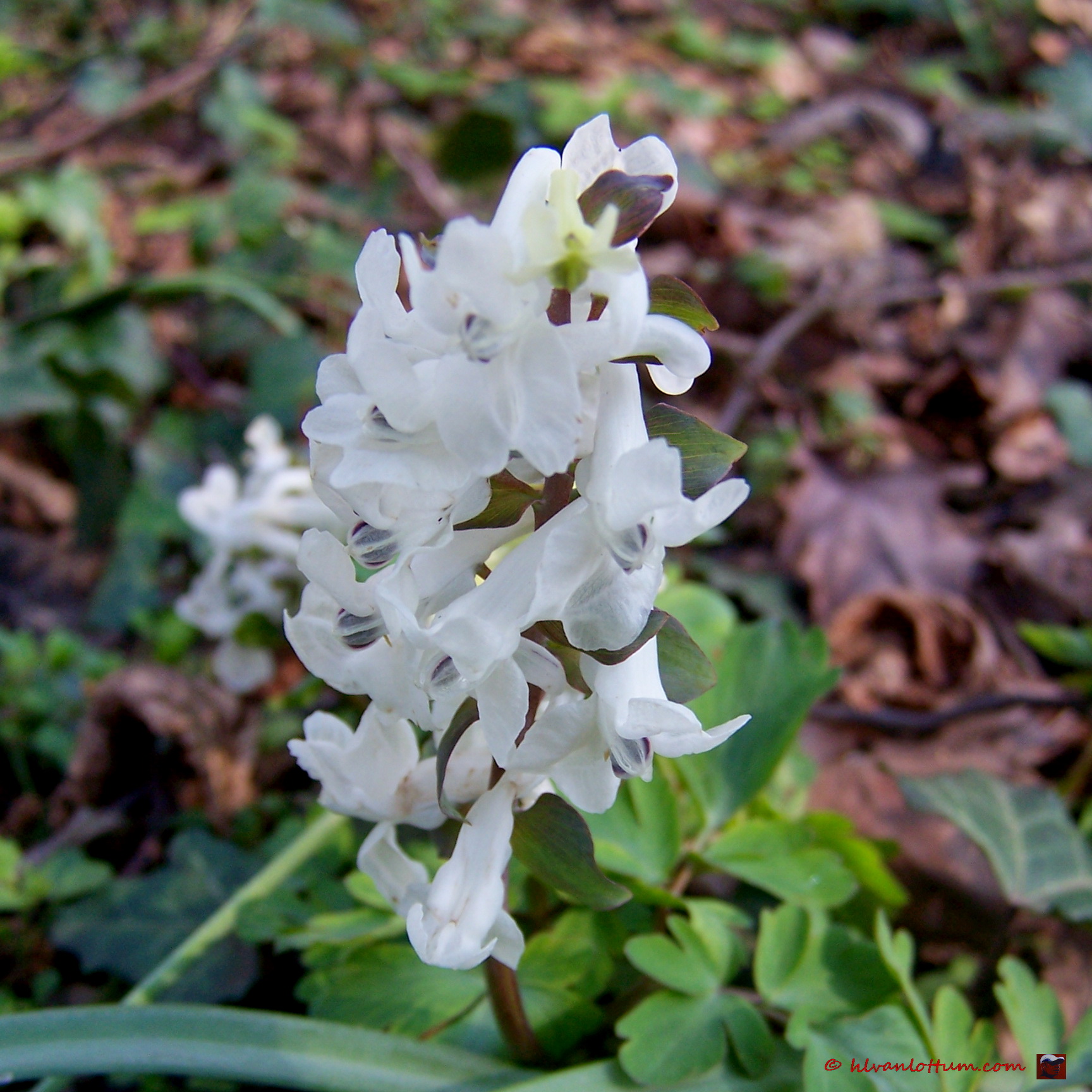Witte holwortel - corydalis cava alba