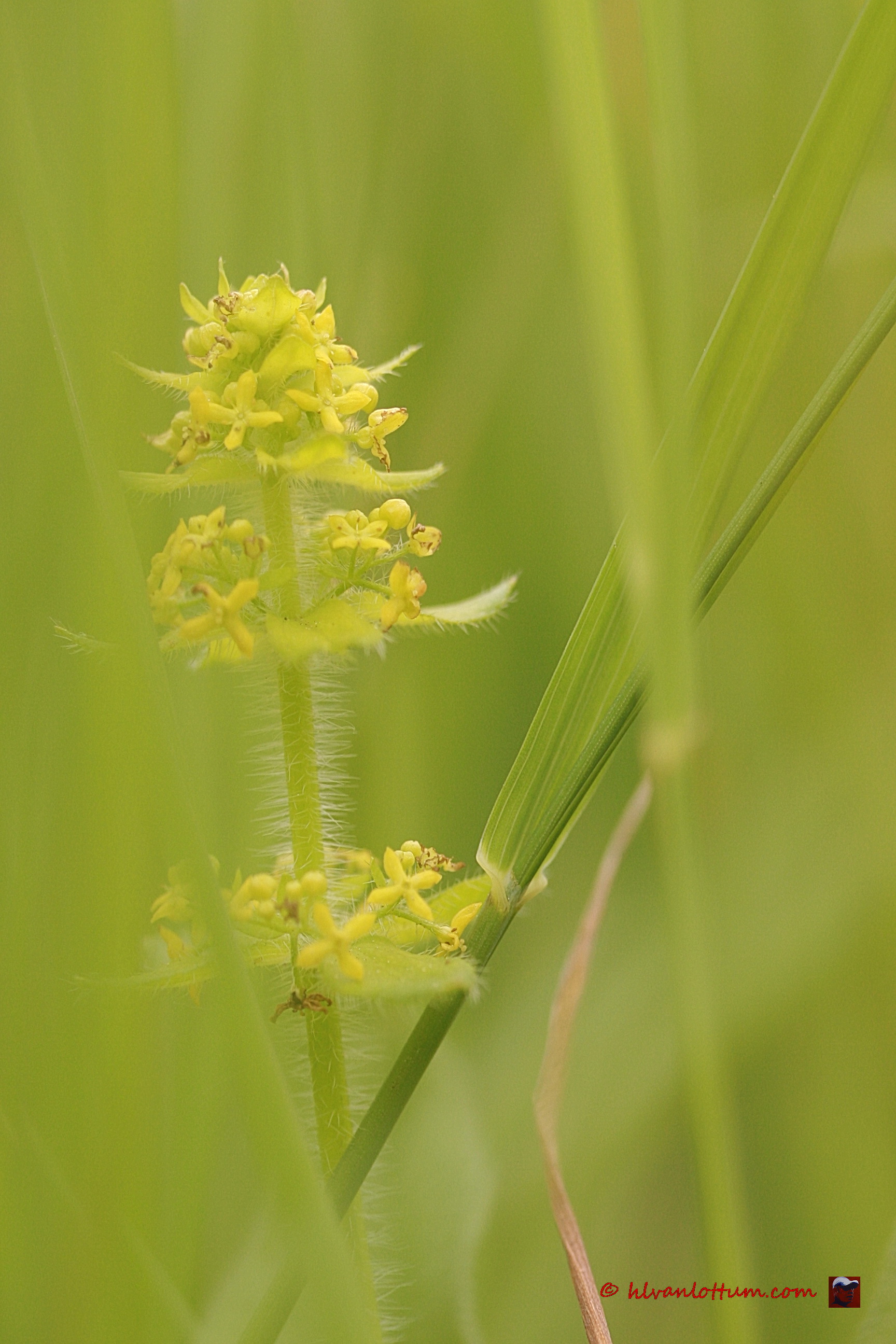 Kruisbladwalstro - cruciata laevipes