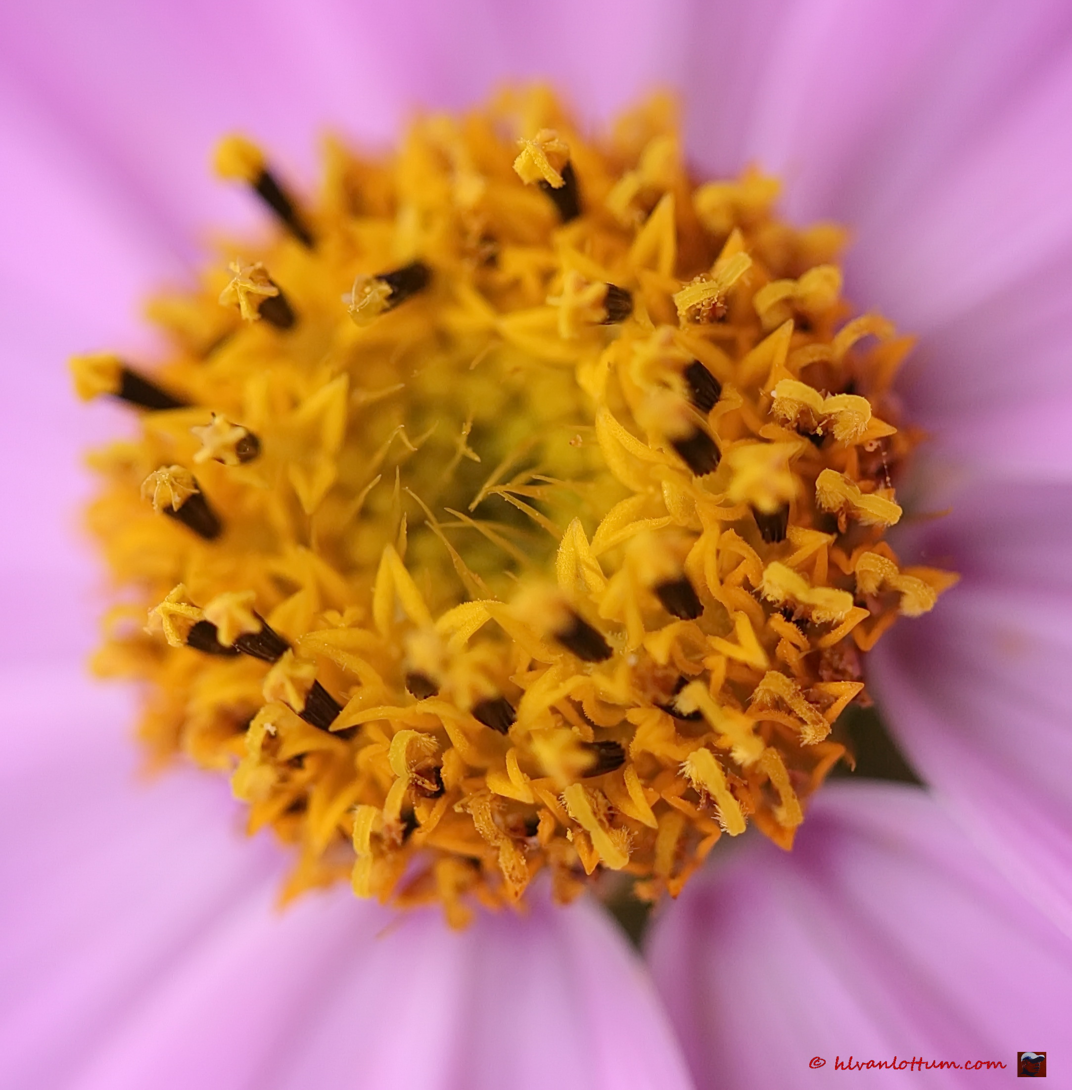 Roze cosmos - Cosmos bipinatus rosea