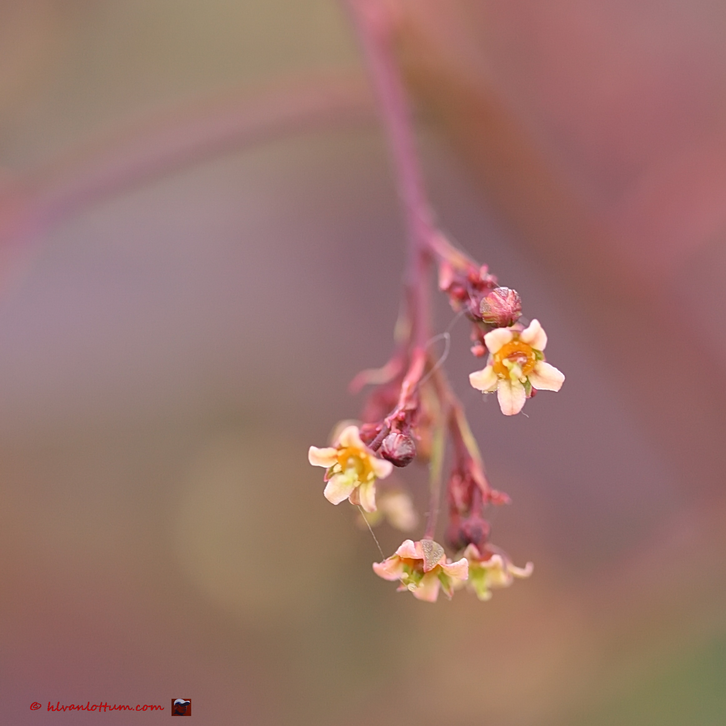 Pruikenboom - cotinus coggyria