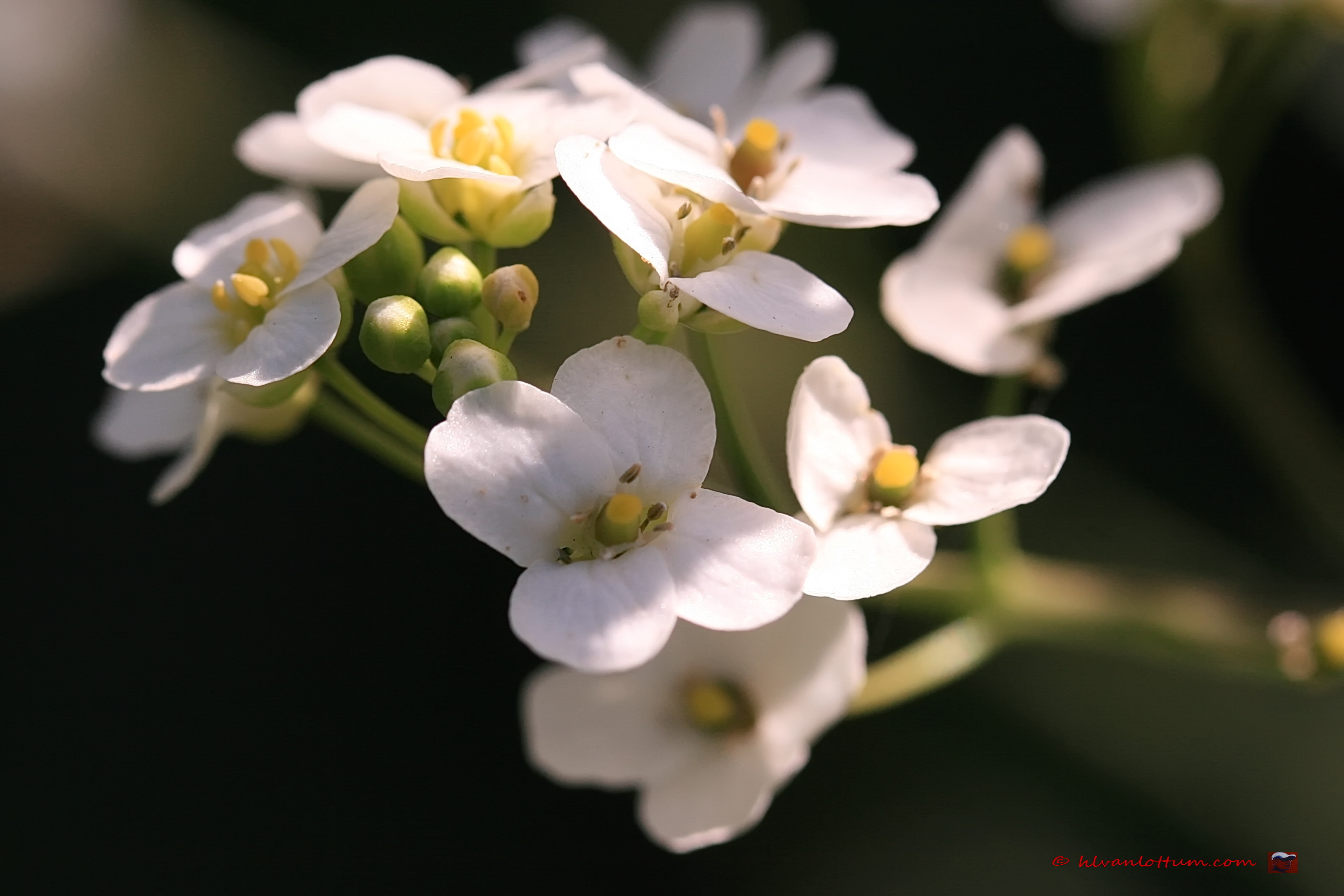 Crambe - crambe cordifolia