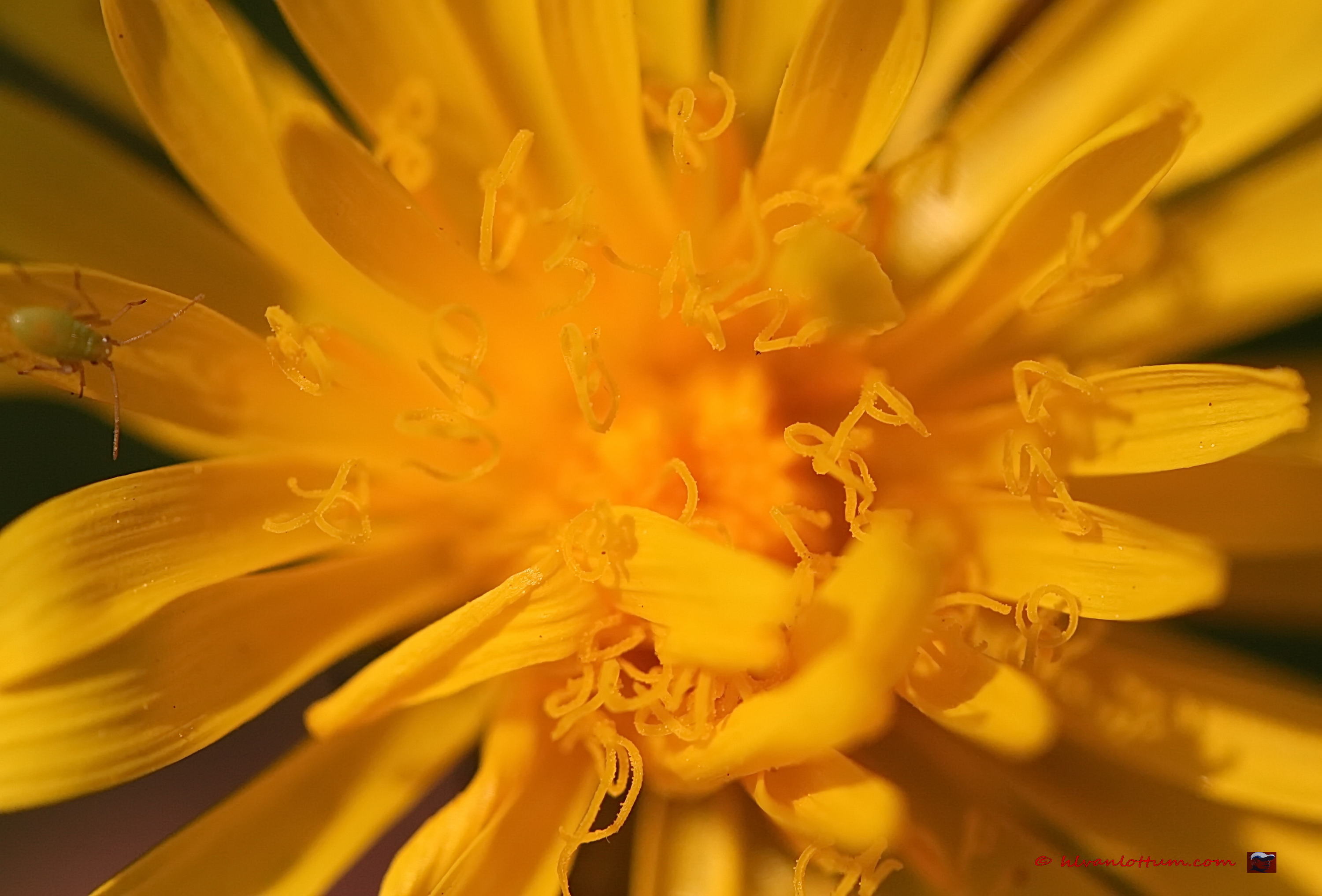 Groot streepzaad - Crepis biennis