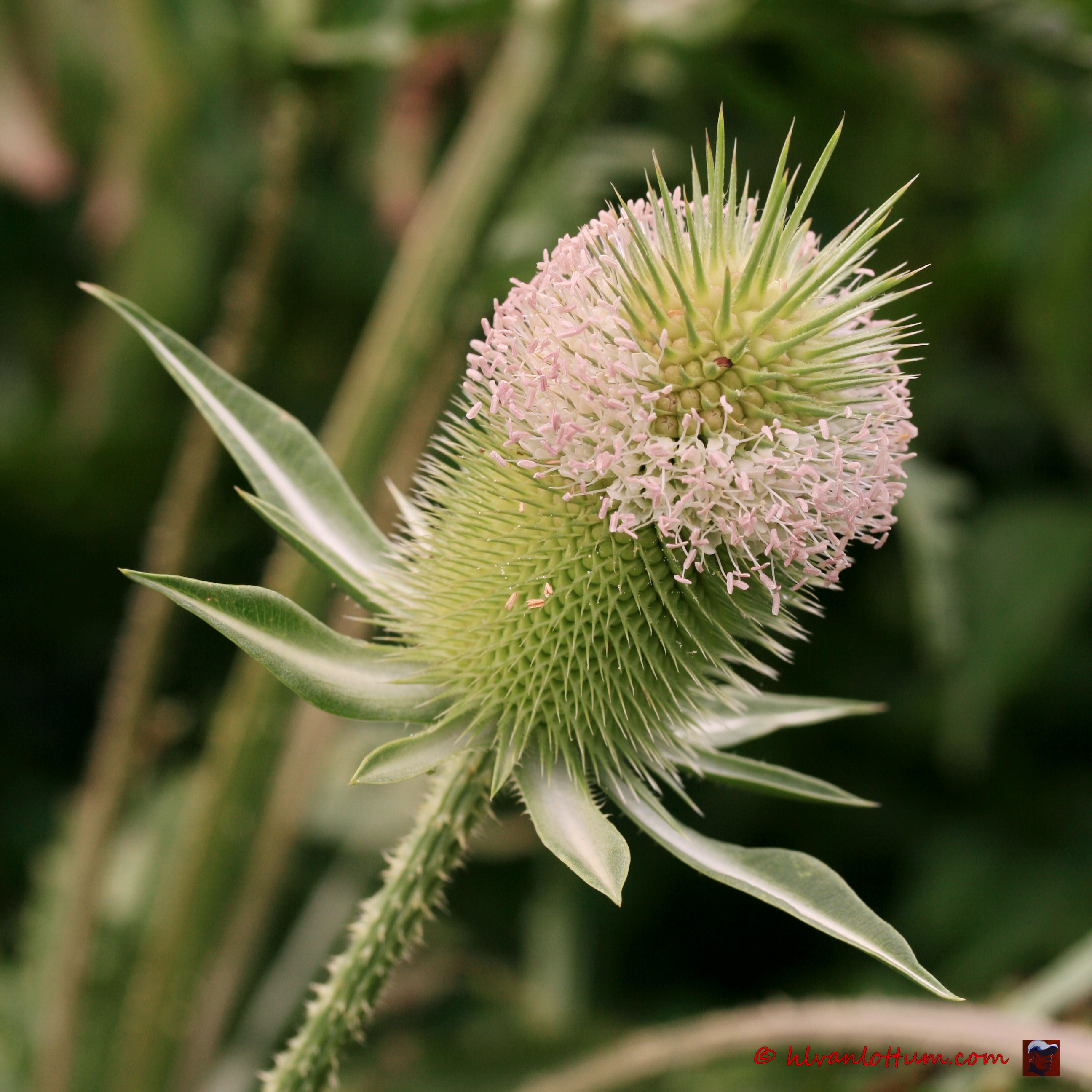 Slipbladige kaardenbol - dipsacus laciniatus