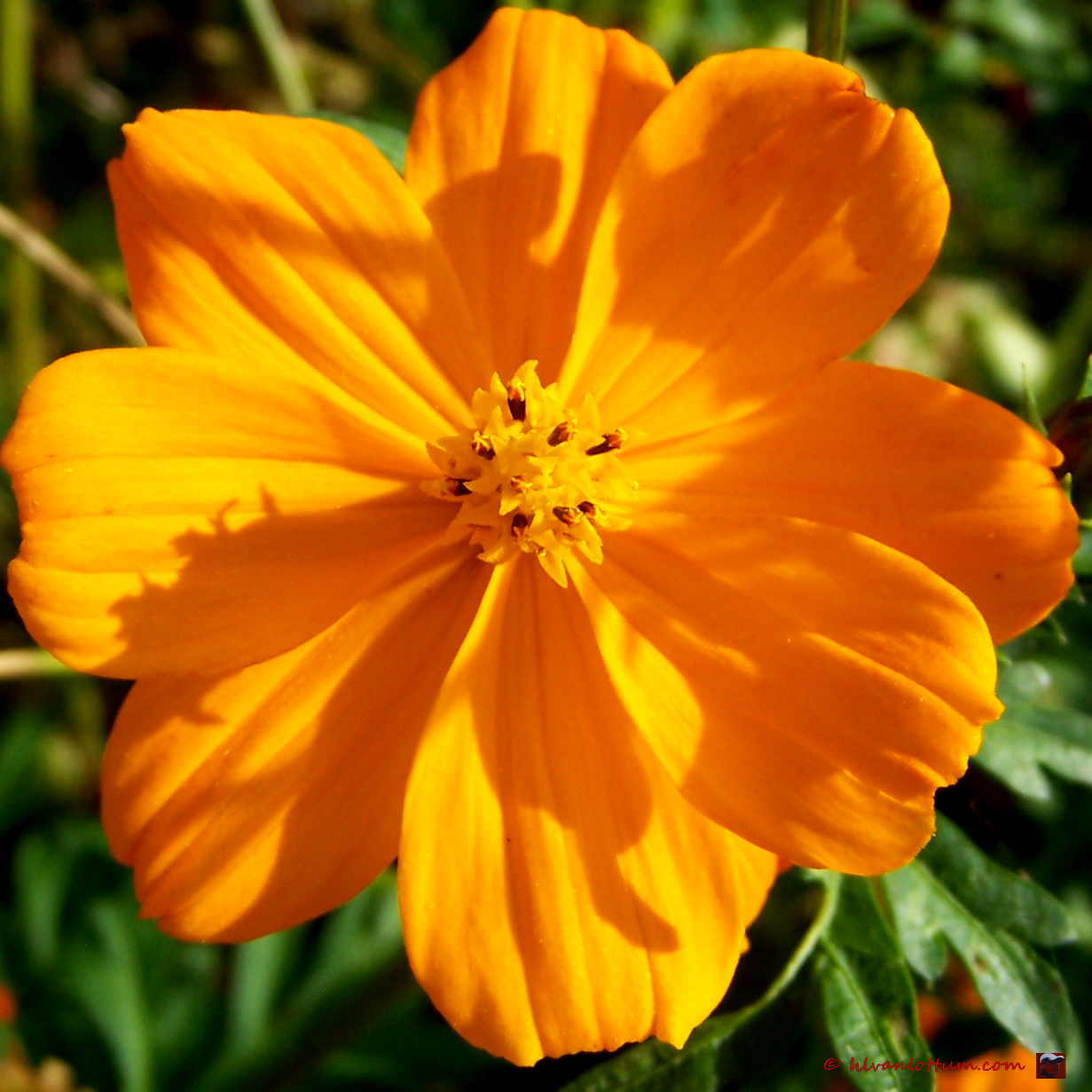 Cosmos sulphureus