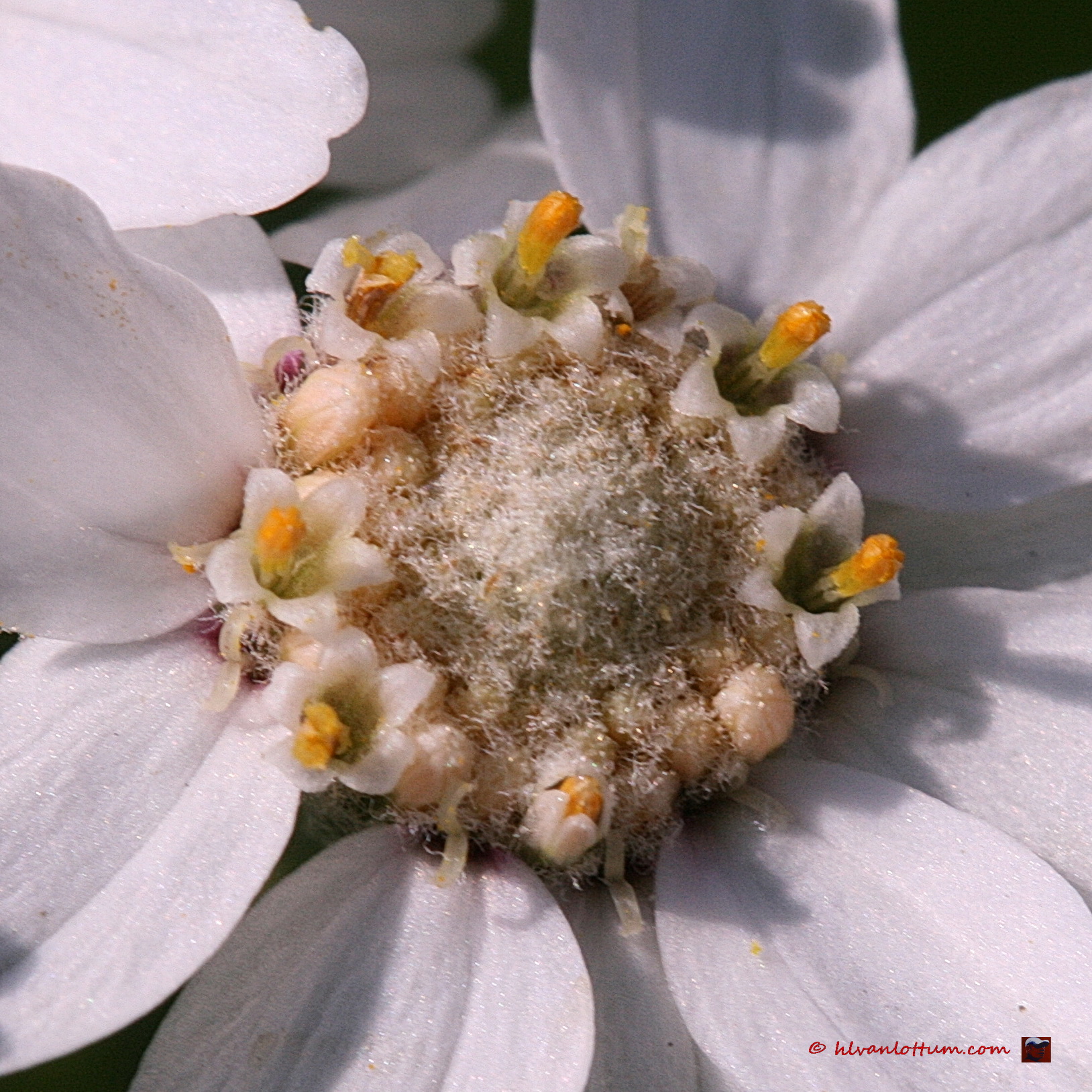 Wilde Bertram - achillea ptarmica