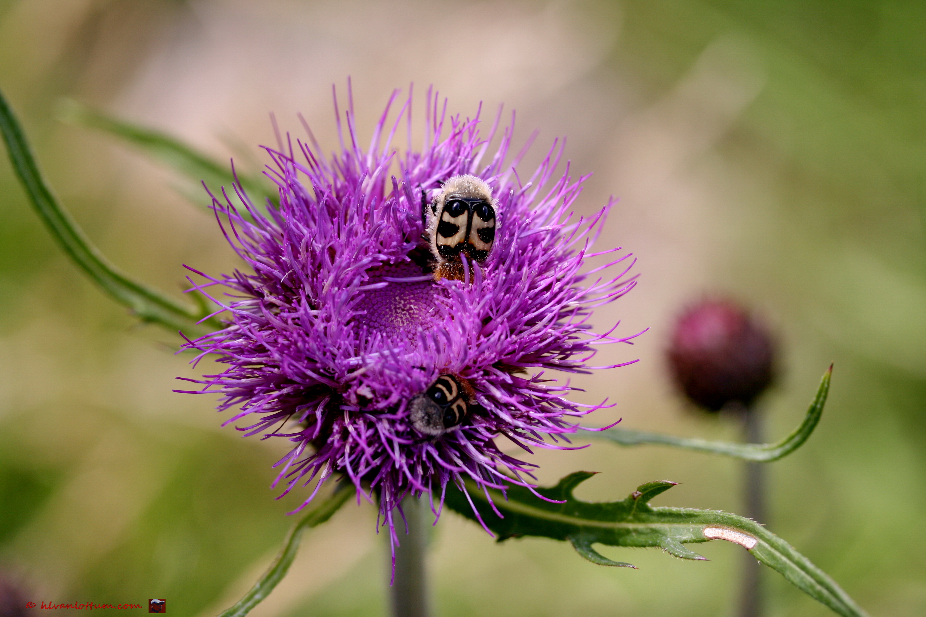 Ongelijkbladge vederdistel - cirsium heterophyllum