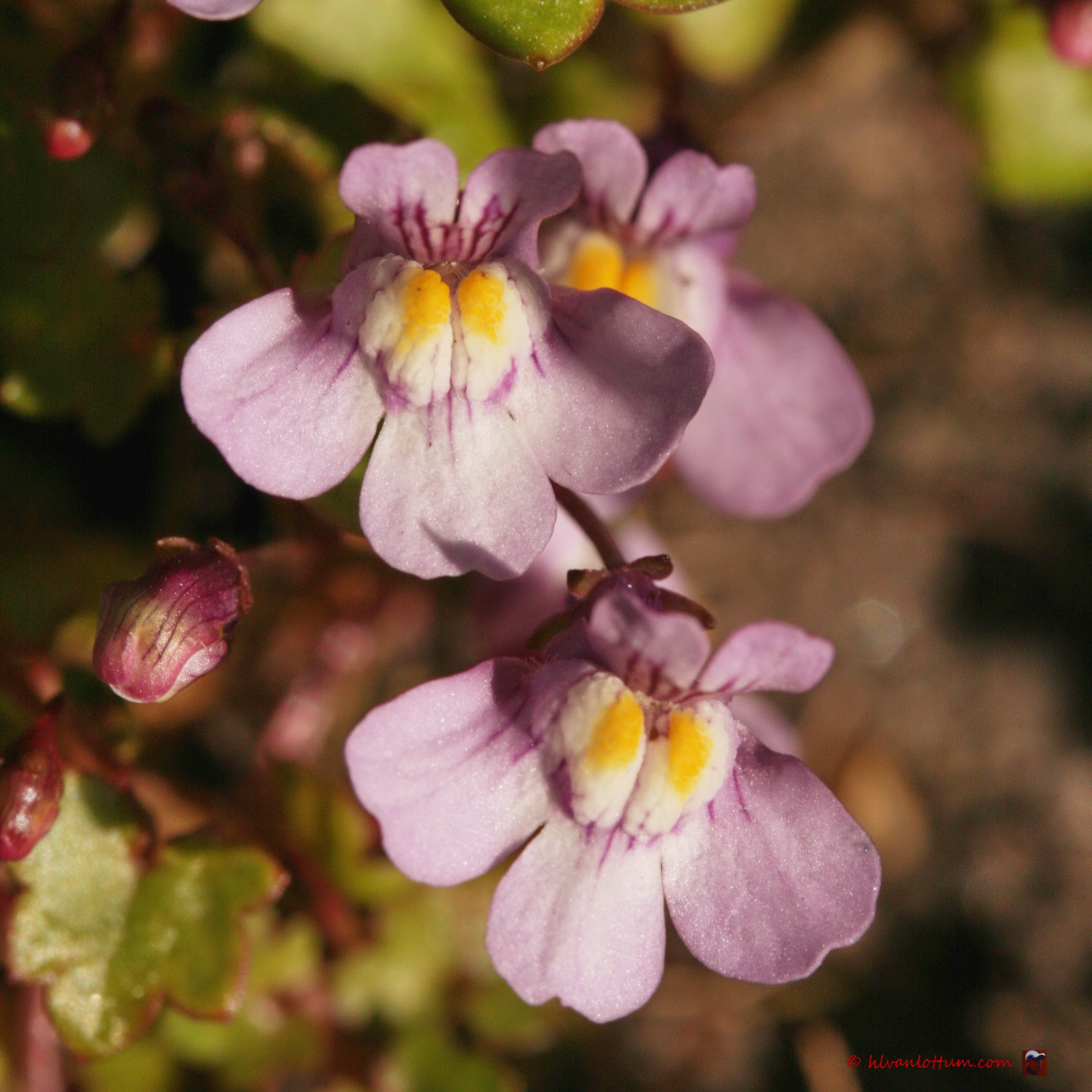 Muurleeuwenbekje - cymbalaria muralis