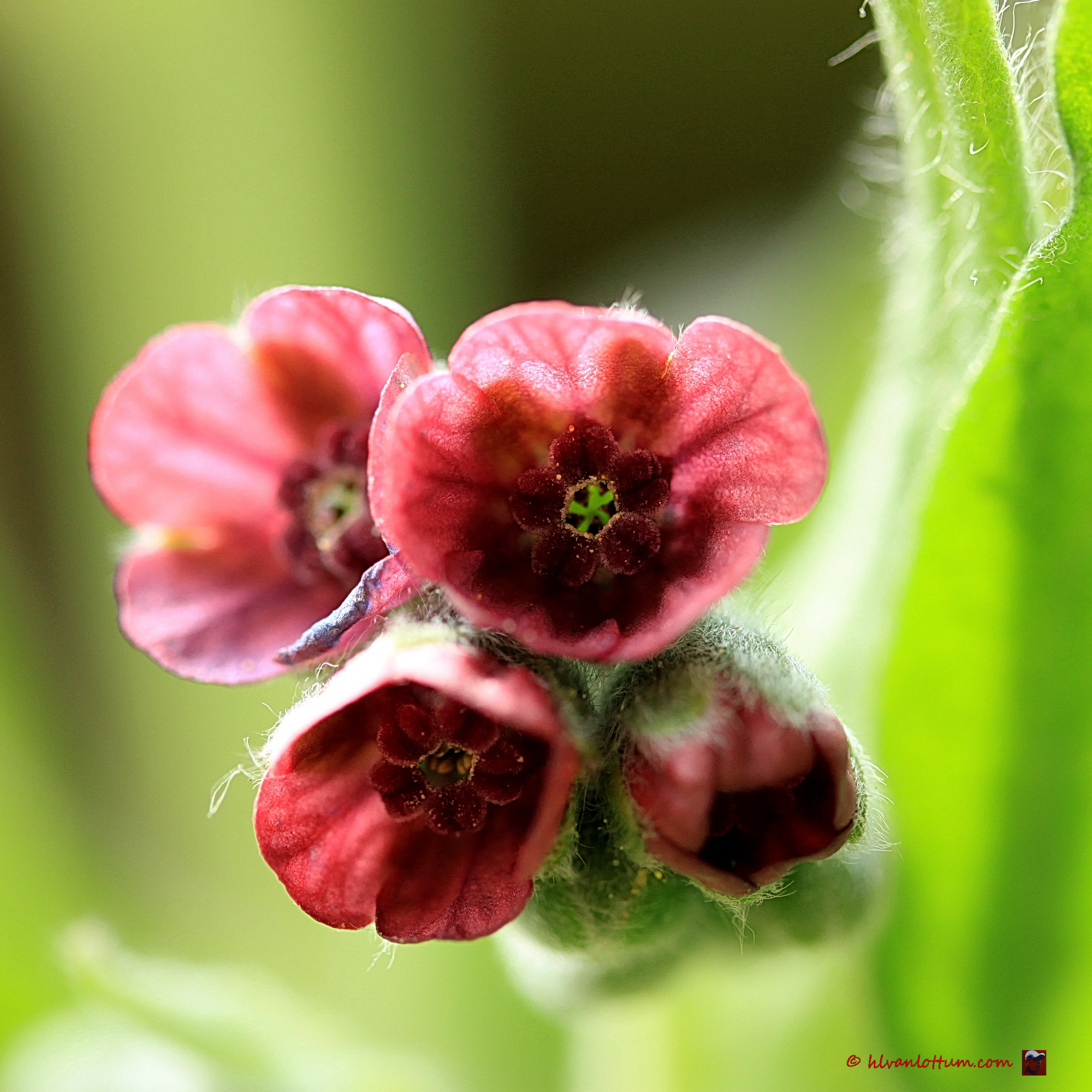 Veldhondstong - cynoglossum officinale