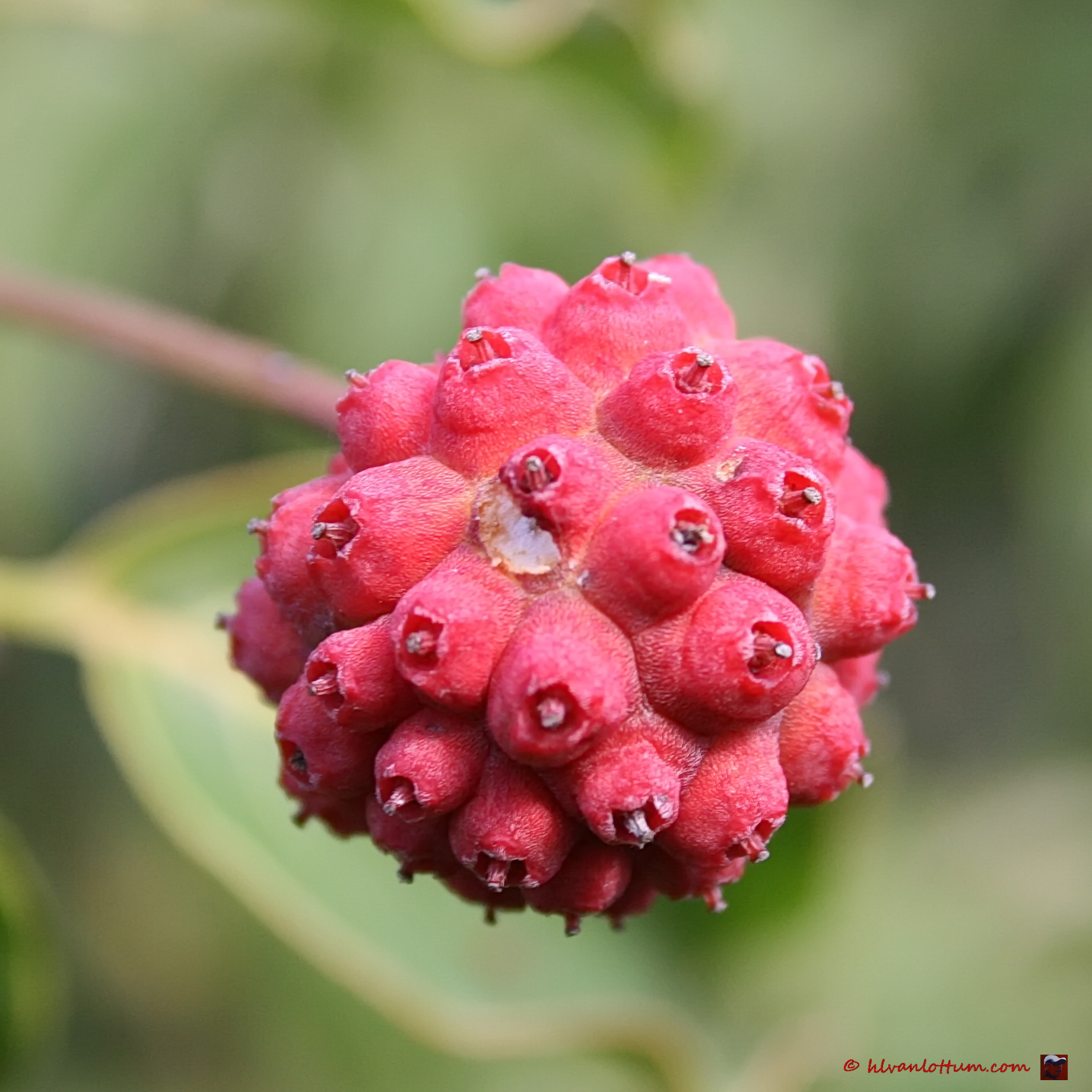 Cornus kousa