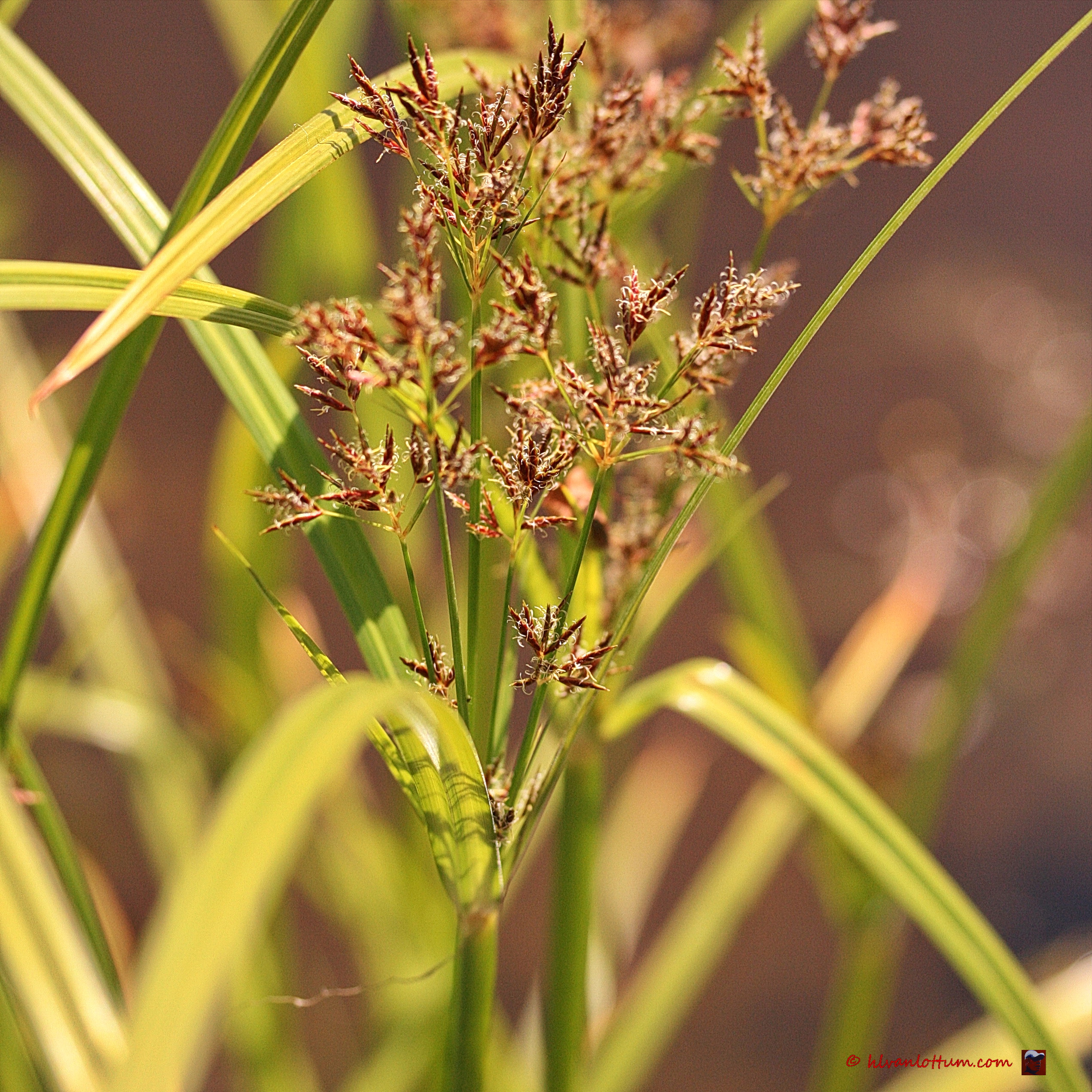 Parapluplant - cyperus alternifolius