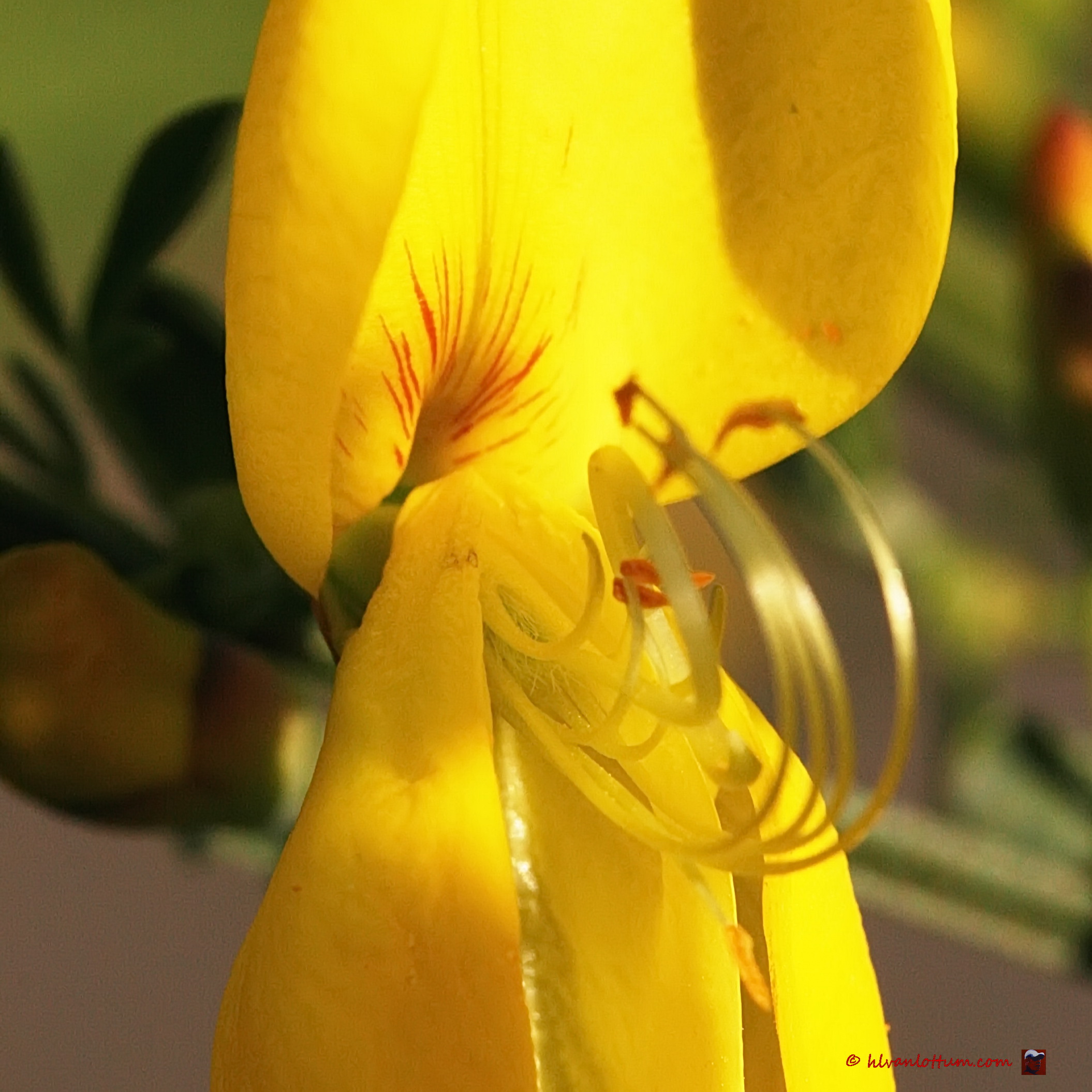 Brem - cytisus scopiarus