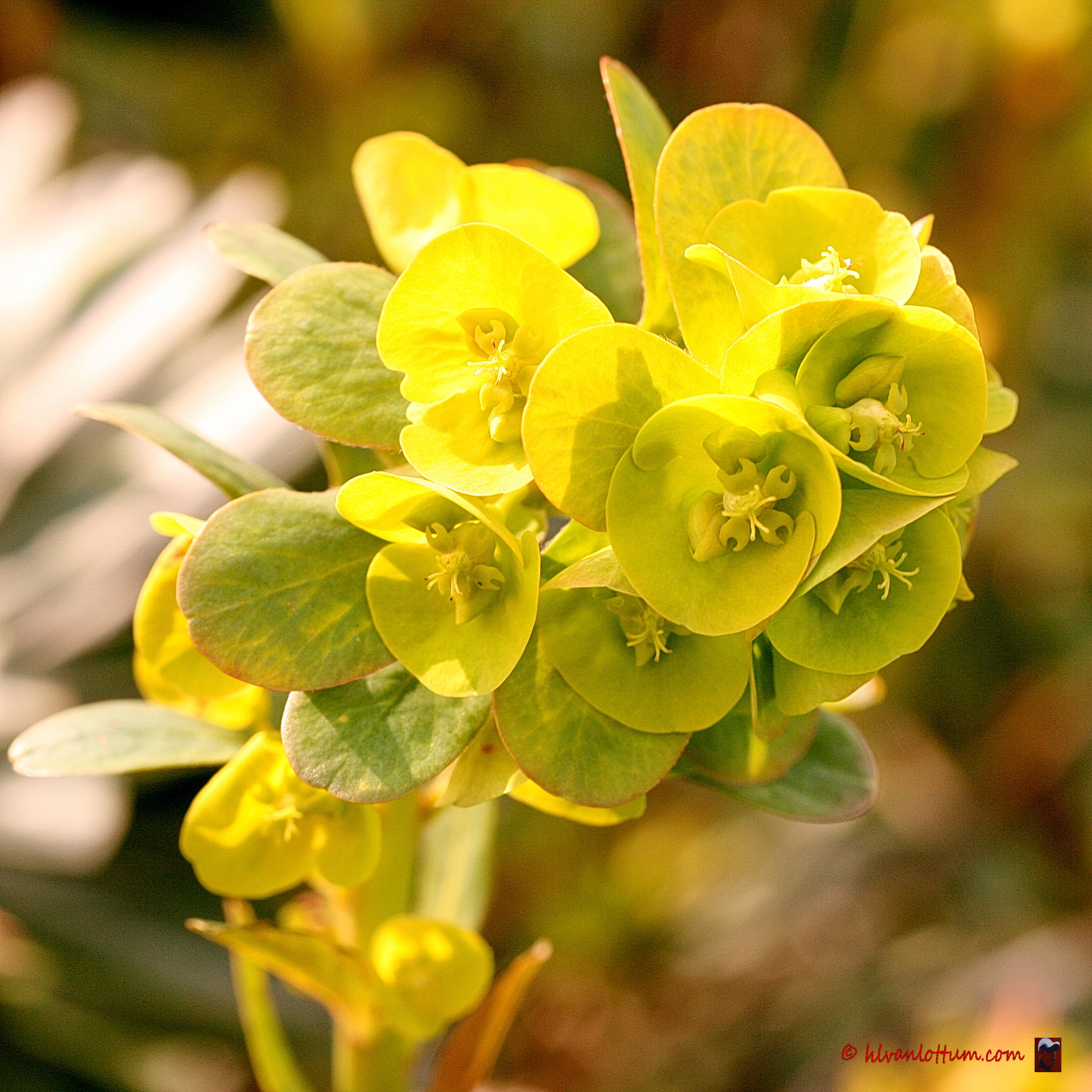 Amandelwolfsmelk - euphorbia amygdaloides
