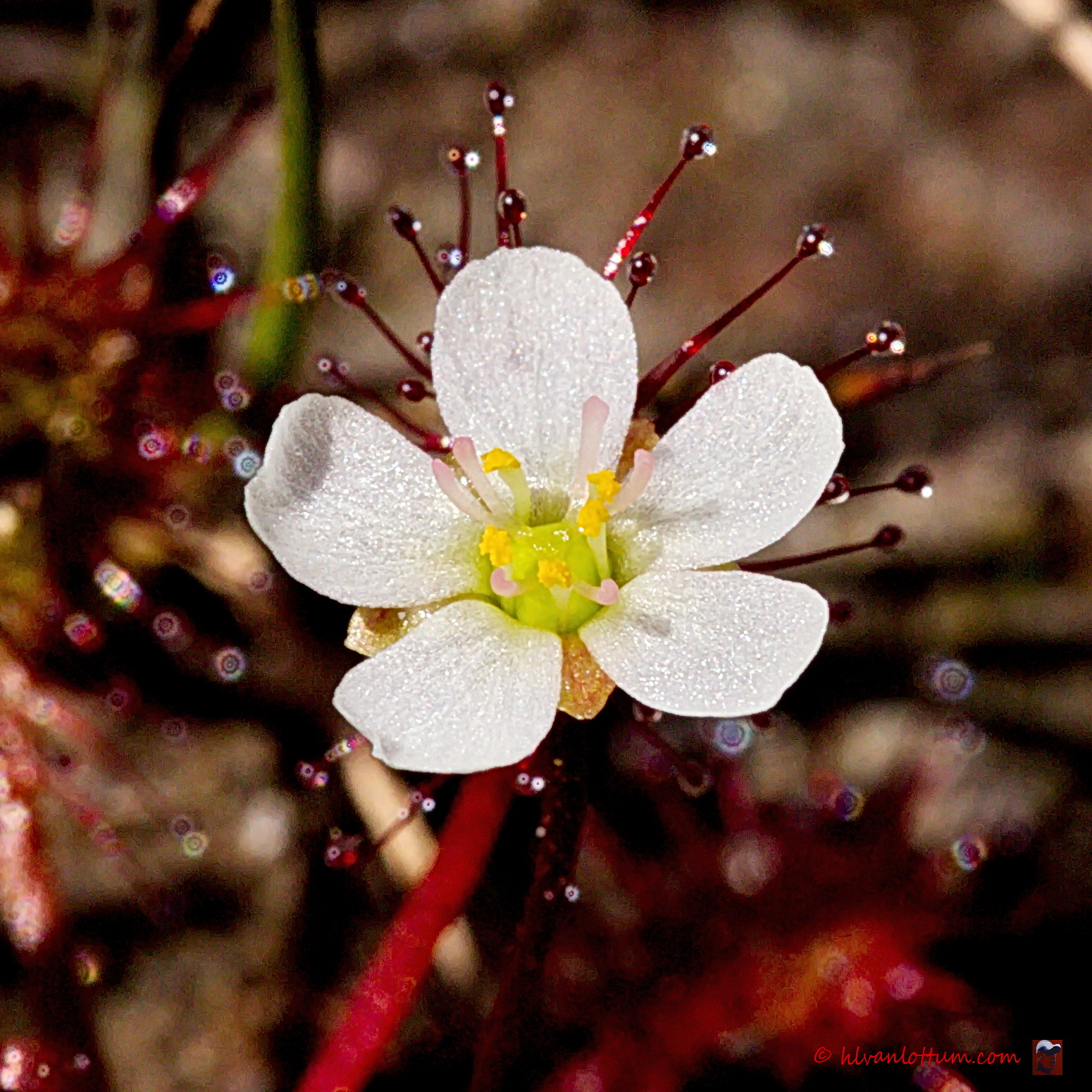 Kleine zonnedauw - drosera intermedia