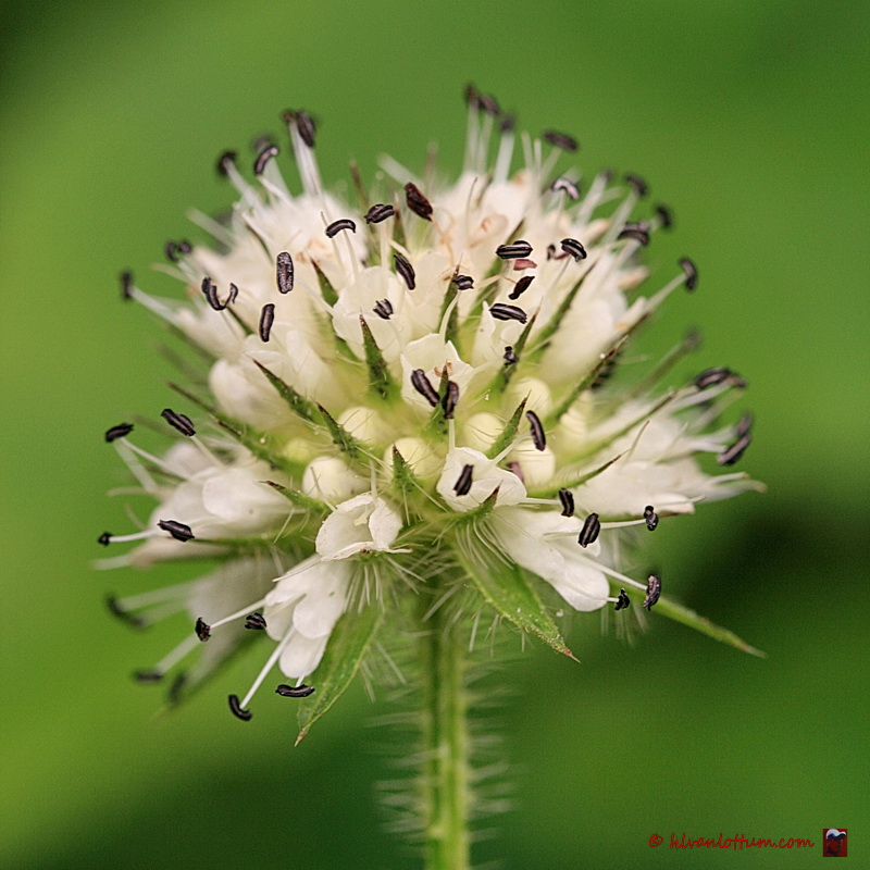 Kleine kaardenbol - Dipsacus pilosus