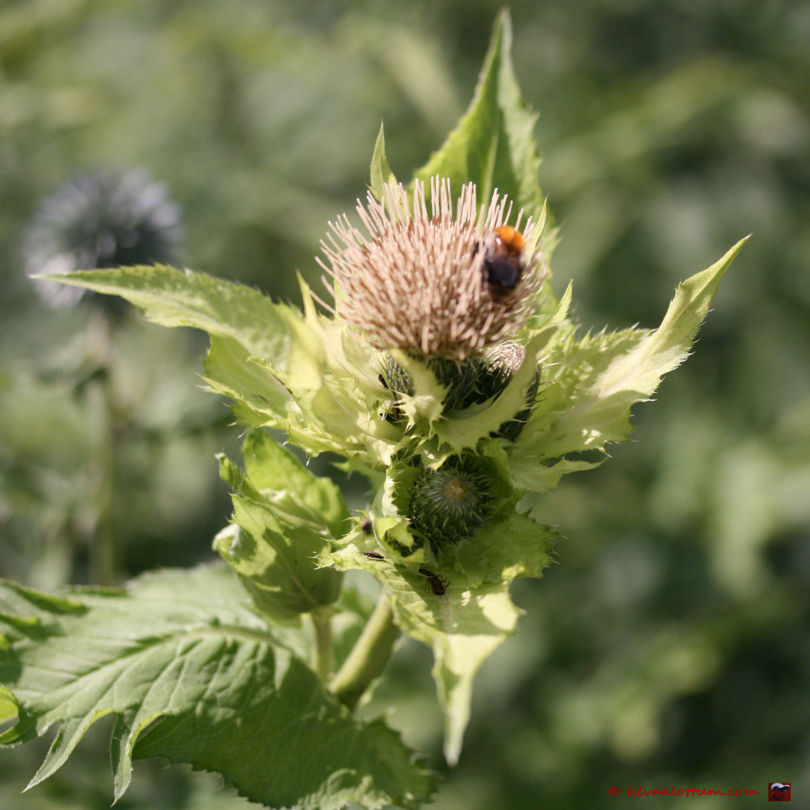 Moesdistel - Cirsium oleraceum