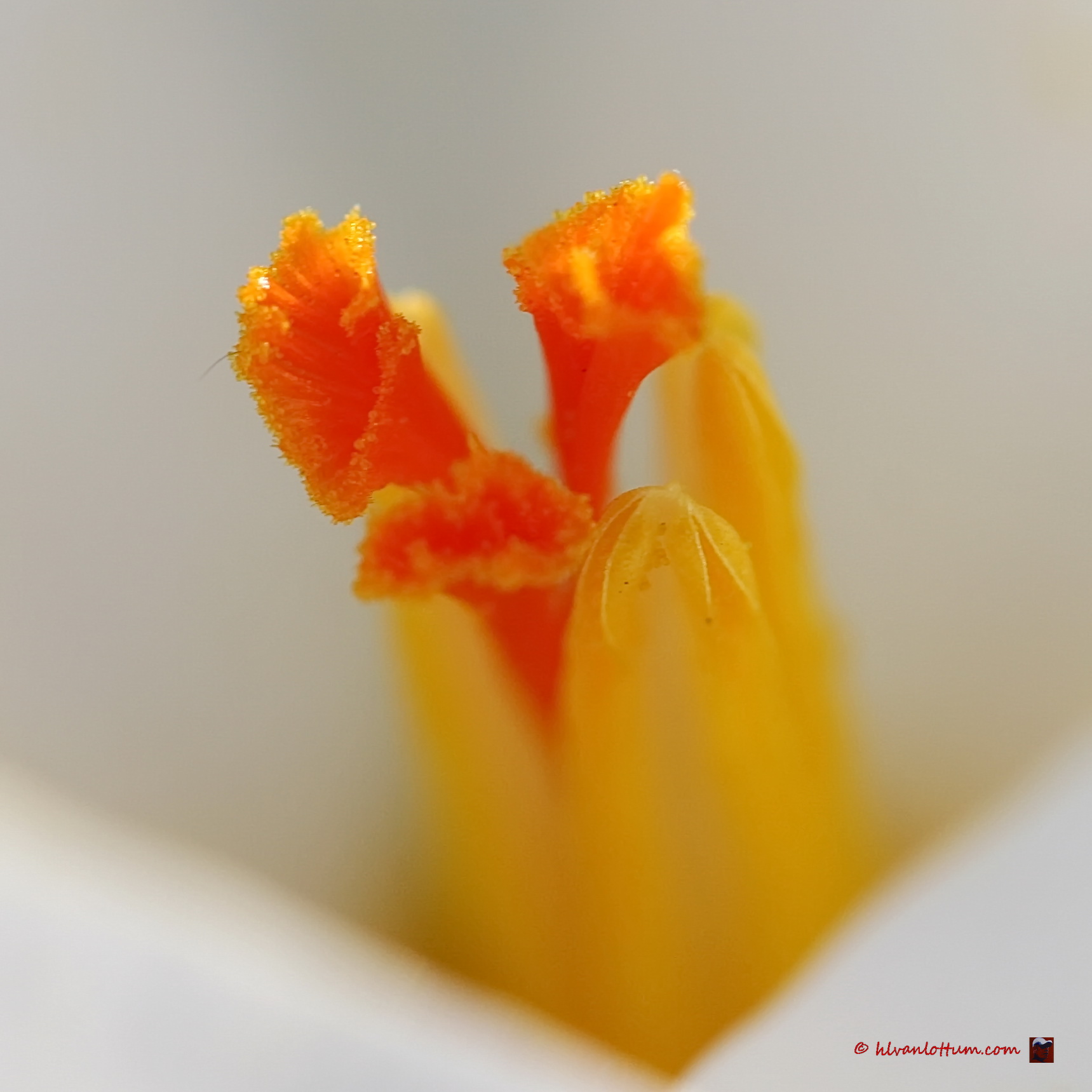 Bonte krokus - Crocus vernus