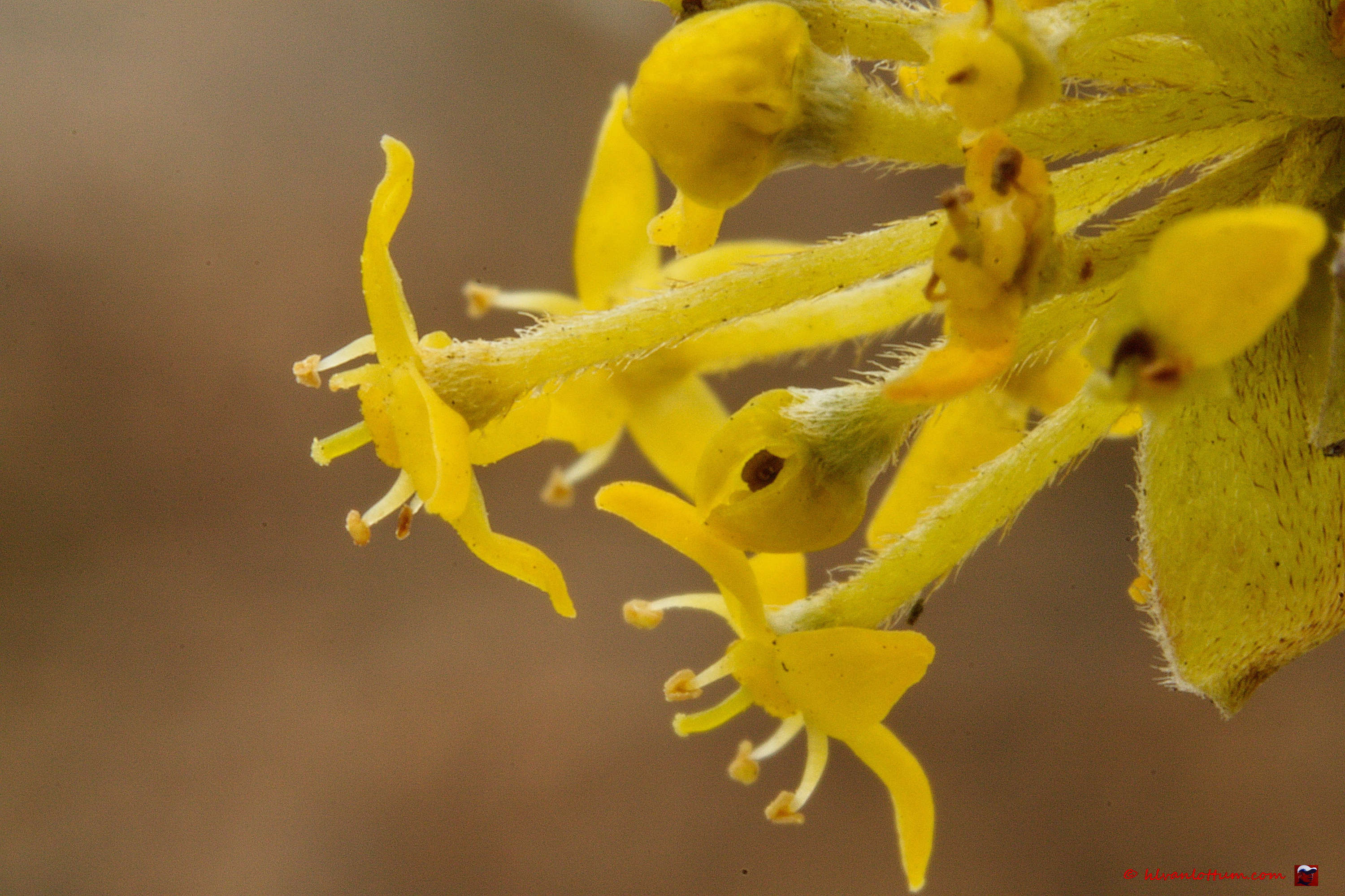 Gele kornoelje - Cornus mas