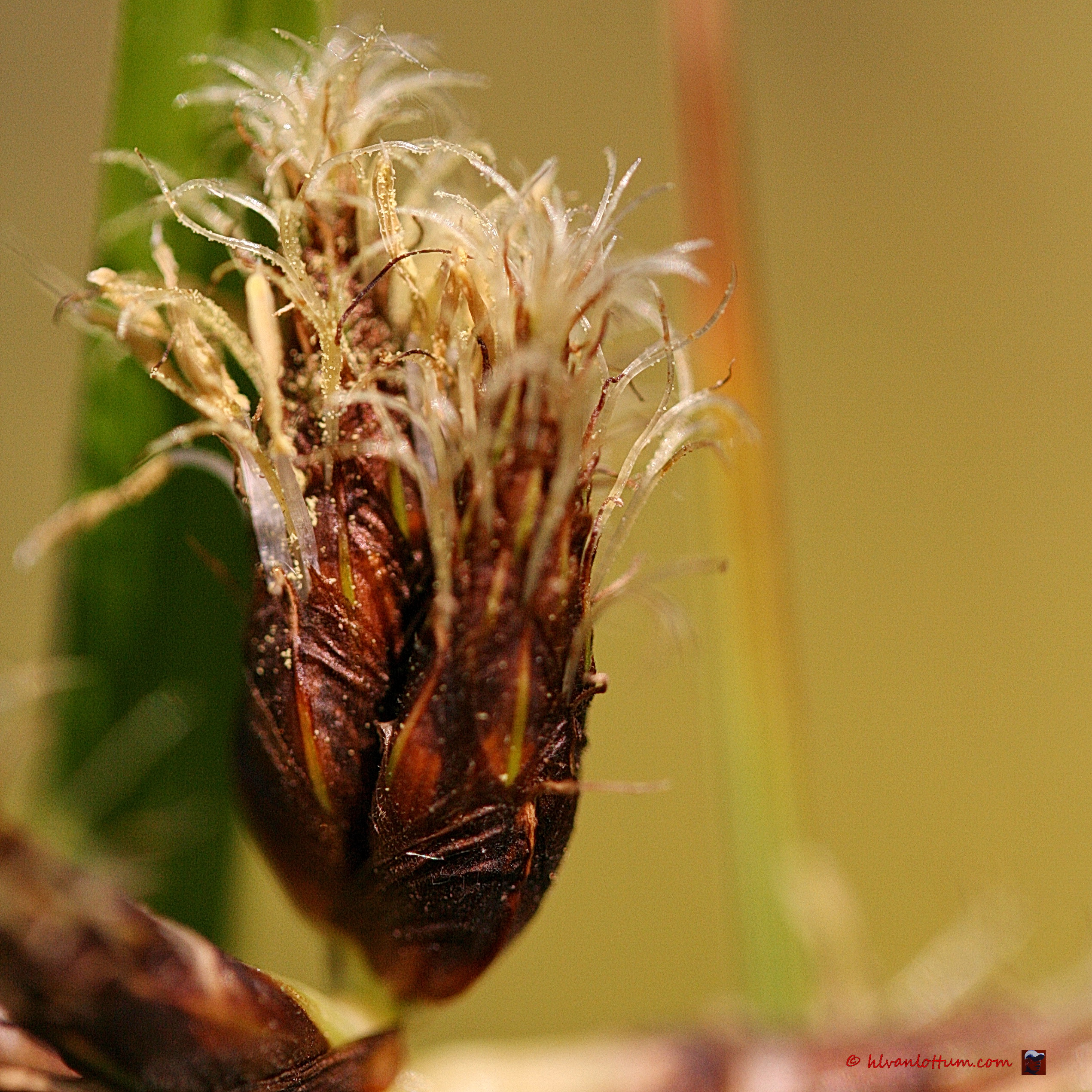 Rood cypergras - Cyperus longus