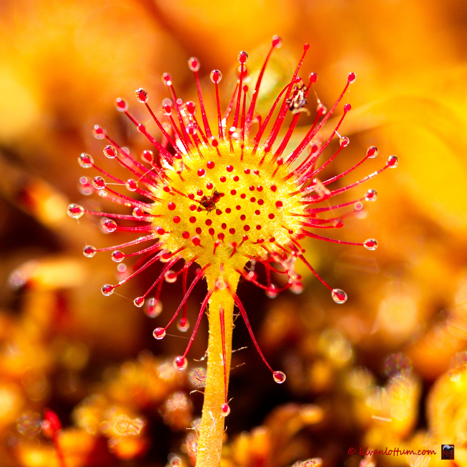Ronde zonnedauw - drosera rotundifolia